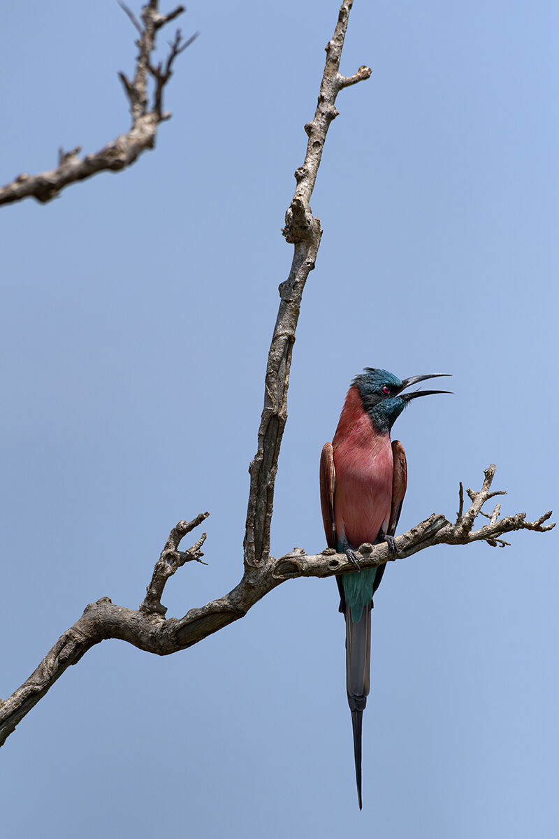 Gruccione carminio meridionale