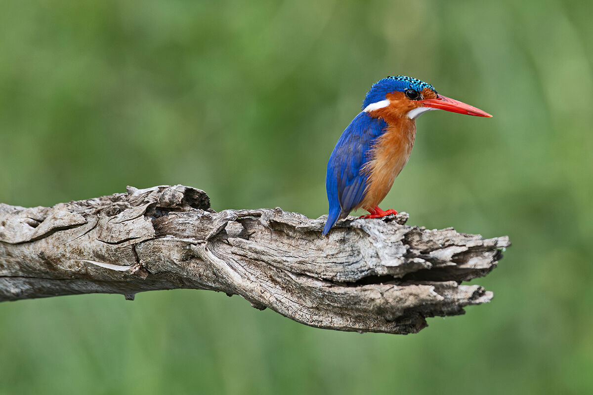 Martin pescatore malachite
