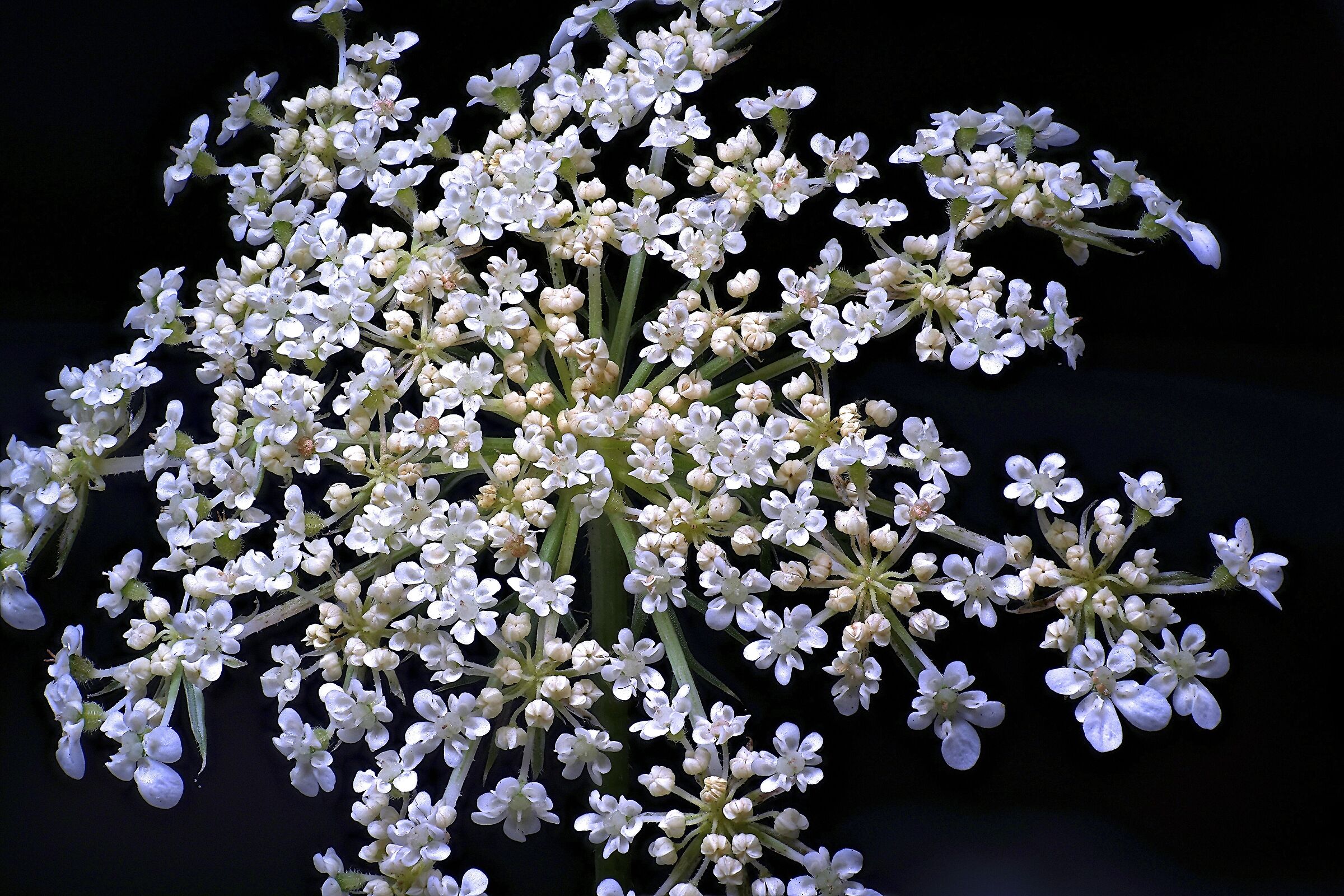 La soluzione (dei miei problemi)