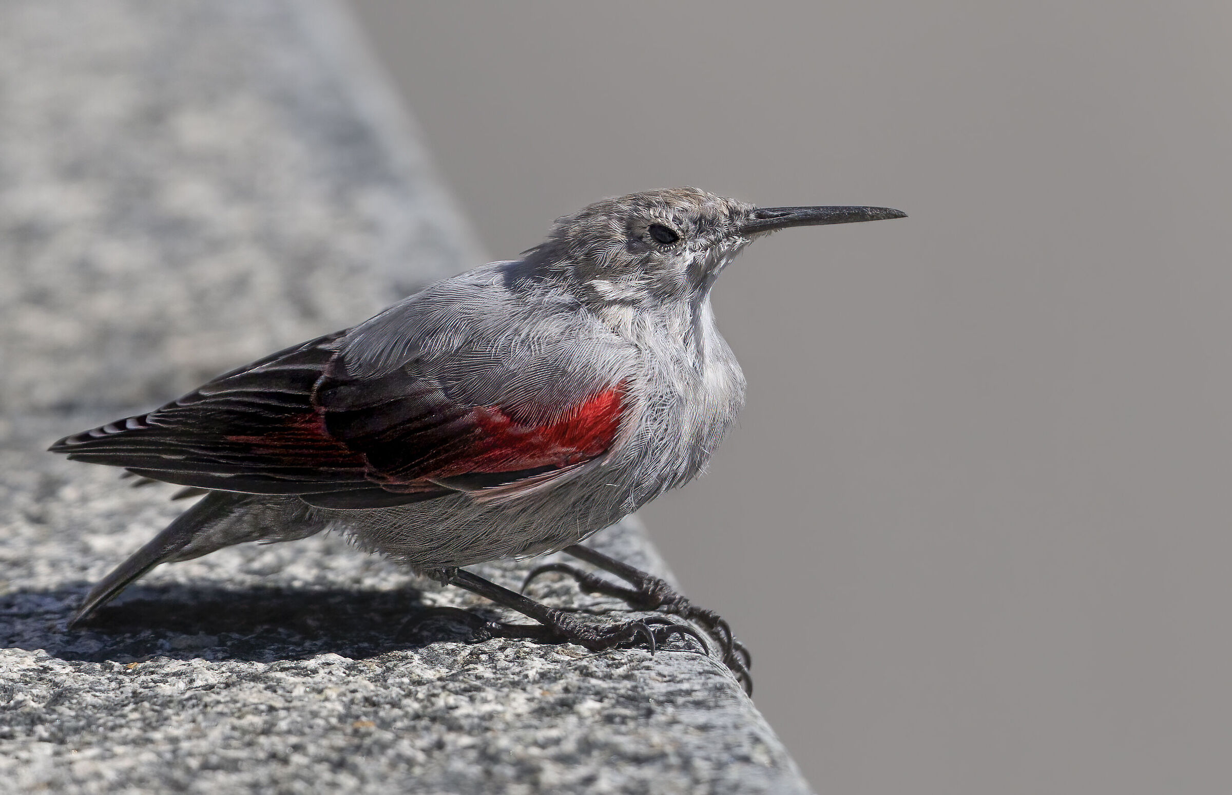 Wallcreeper on the brink of the abyss, August 2025