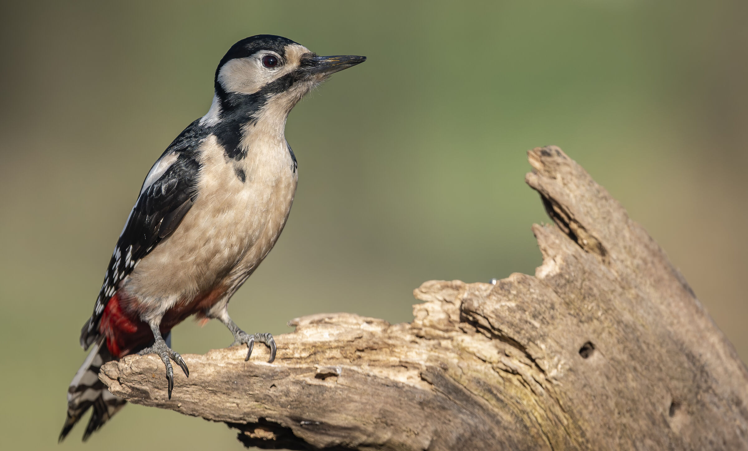 Spotted woodpecker #capannocora