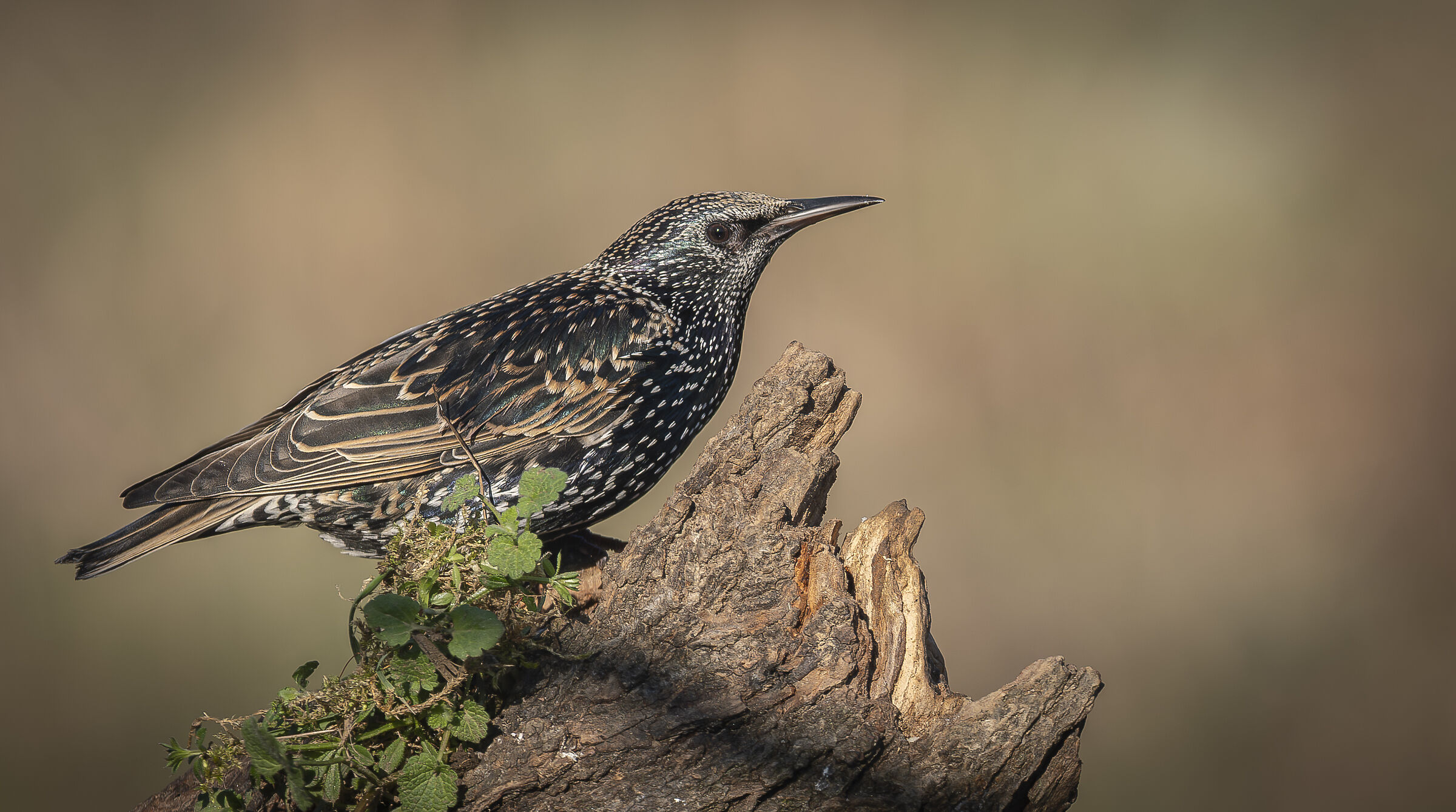 Starling