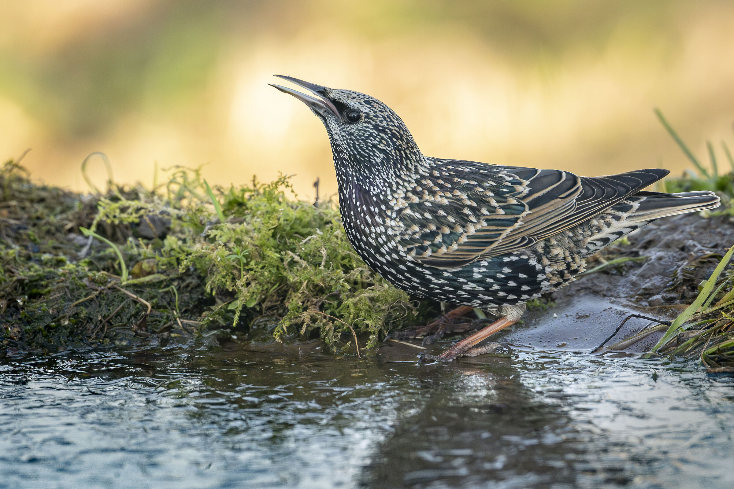 Starling