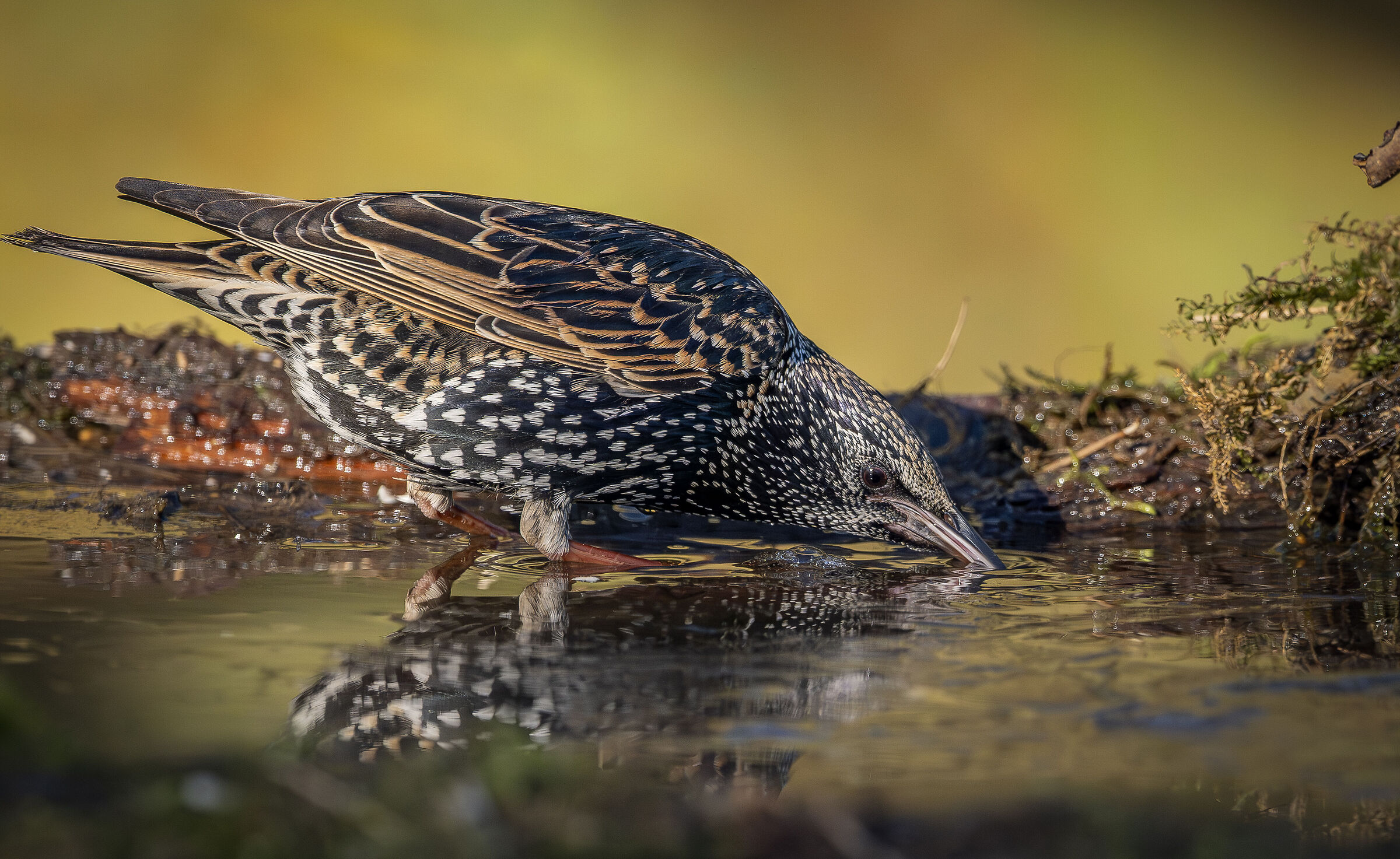 Thirsty Starling