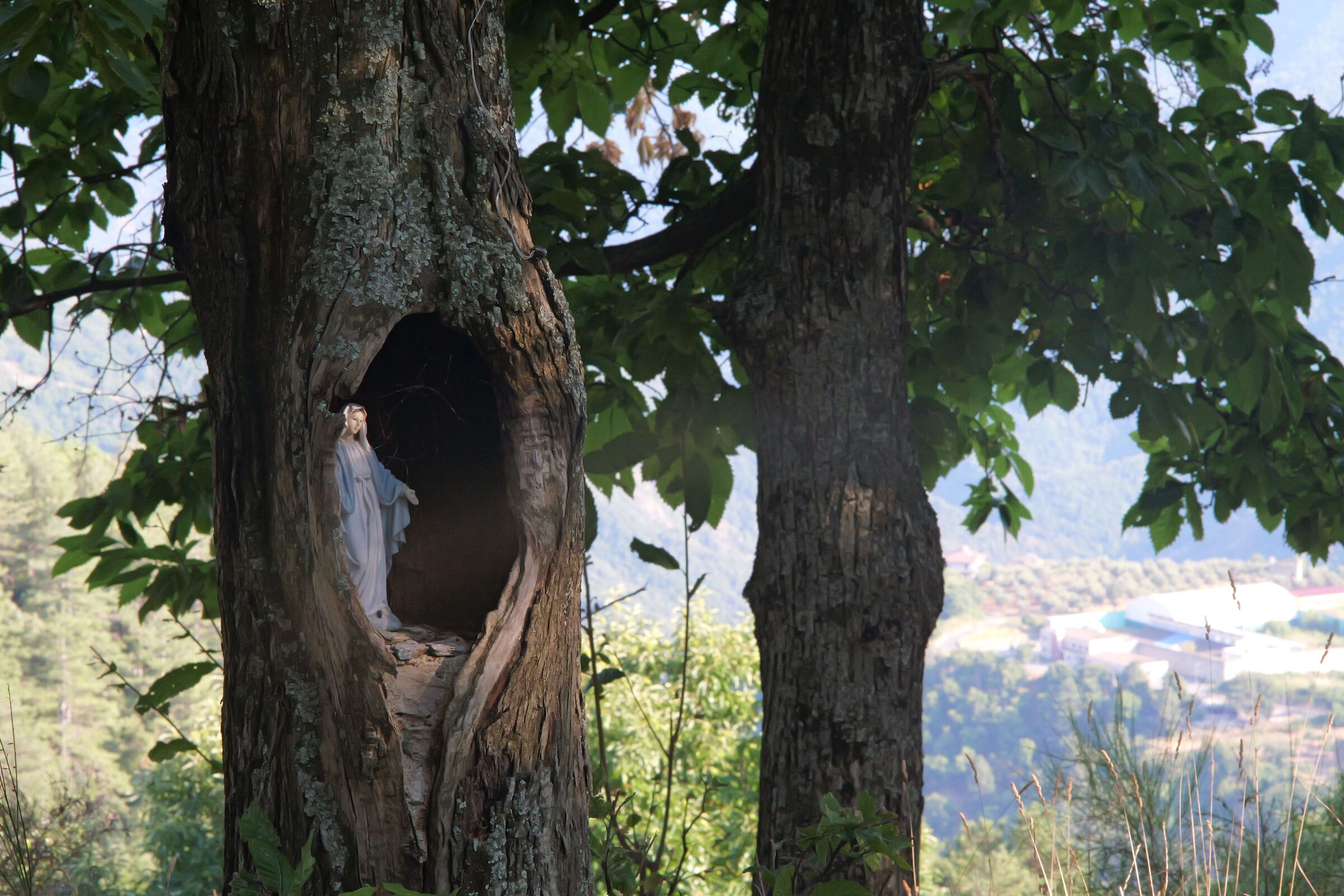 Madonna in alber(g)o