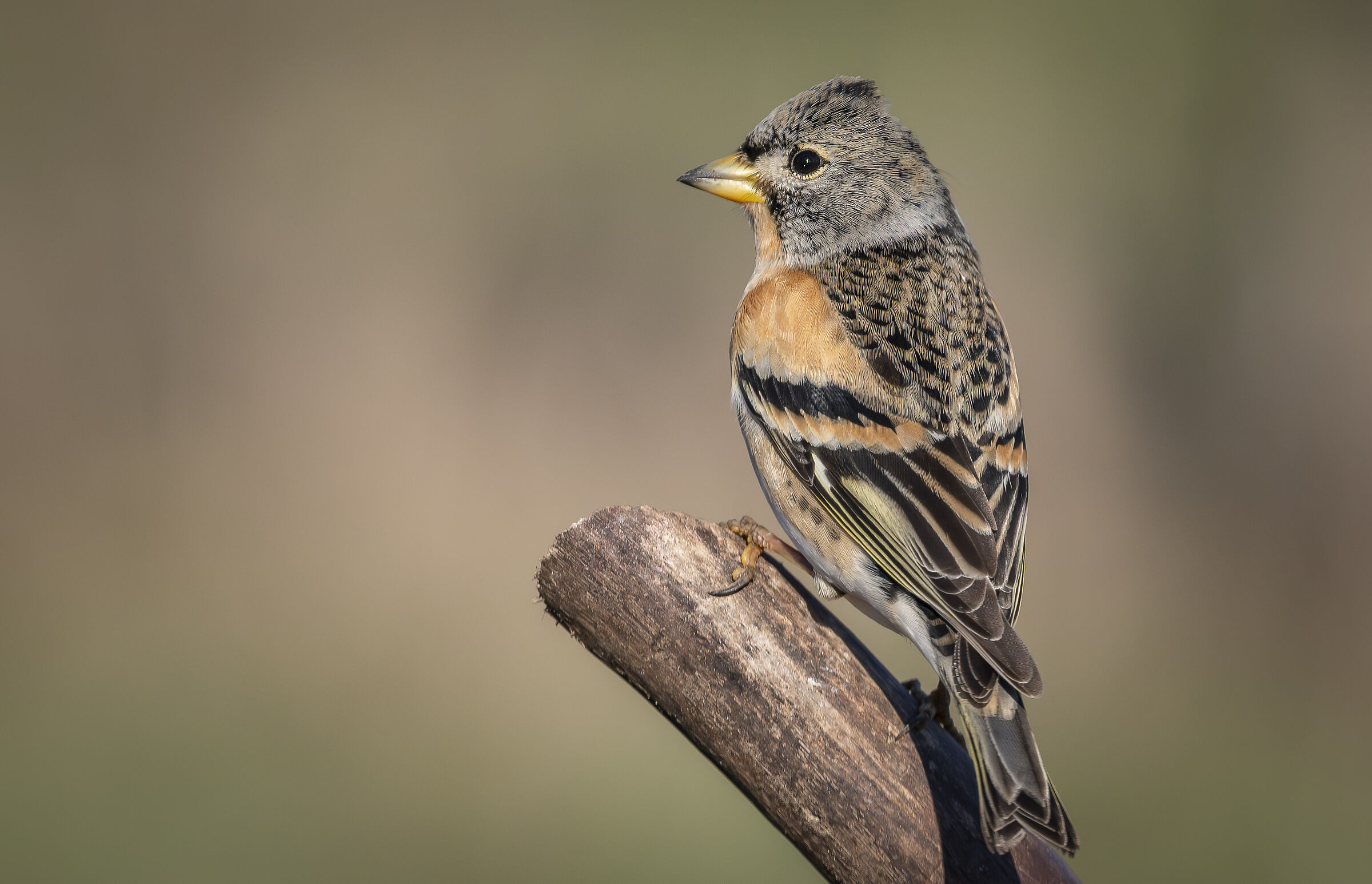 Brambling