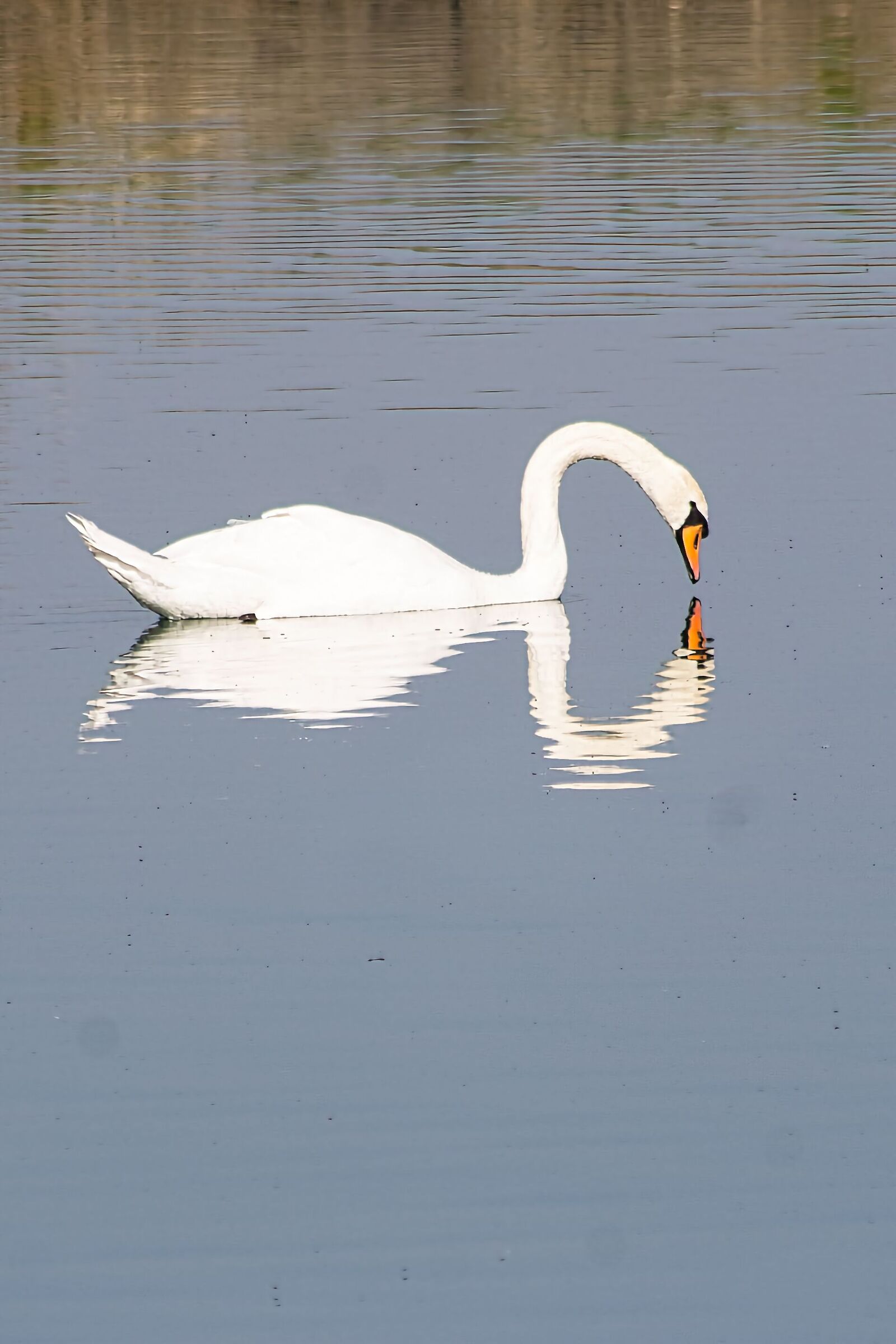 Cigno riflesso