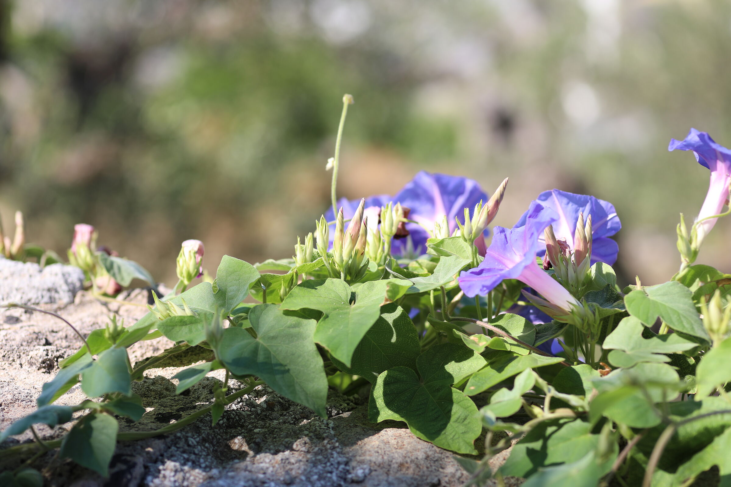 Canon 100 F. 2.8 L IS usm, 5 D IV