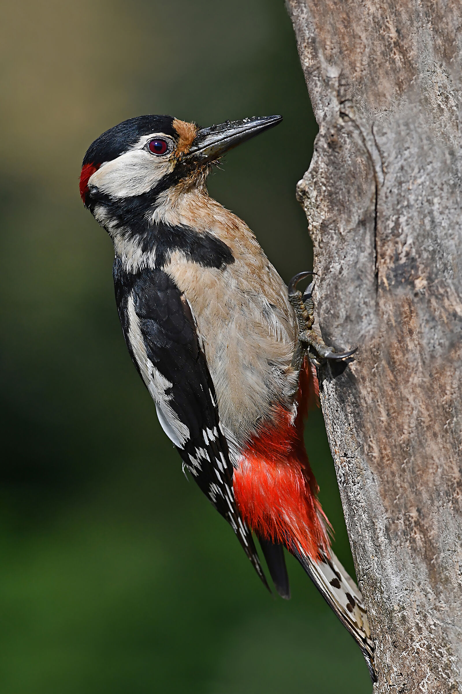 Feather Stories 10 ( Great Spotted Woodpecker )