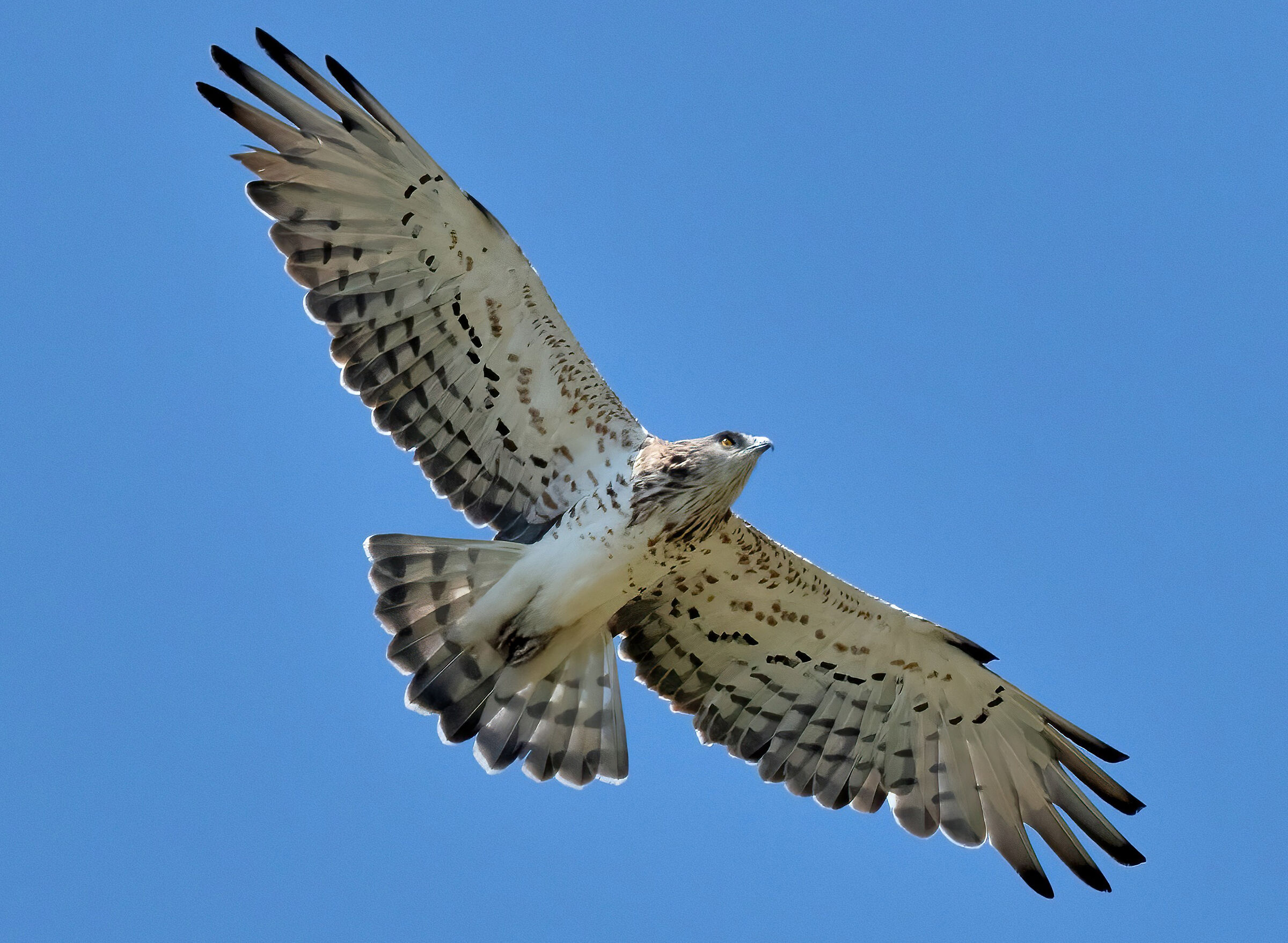Biancone o Aquila dei serpenti (Circaetus gallicus)