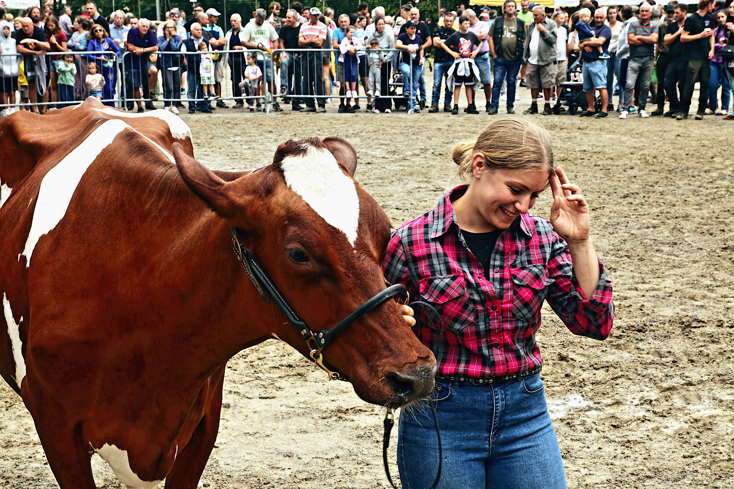 Cattle show in Roncola SB - Bergamo - The winner