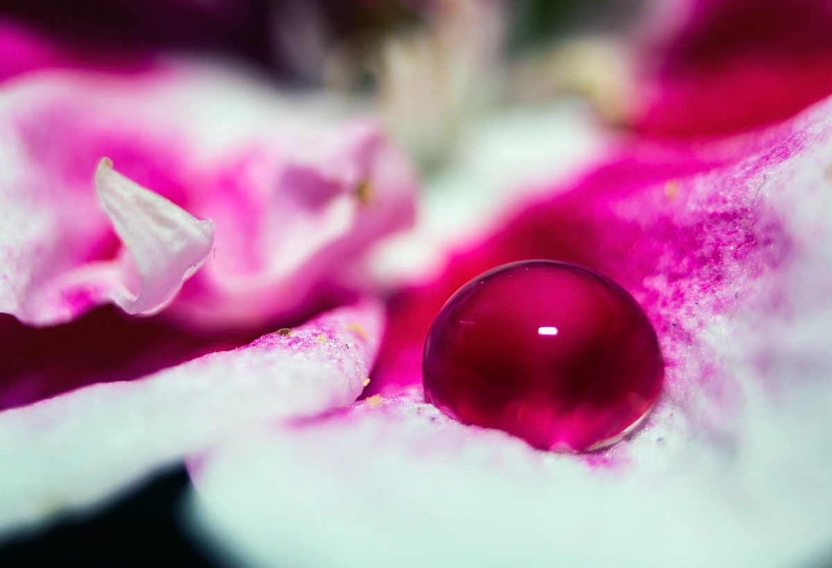 Goccia su fiore rosa e bianco