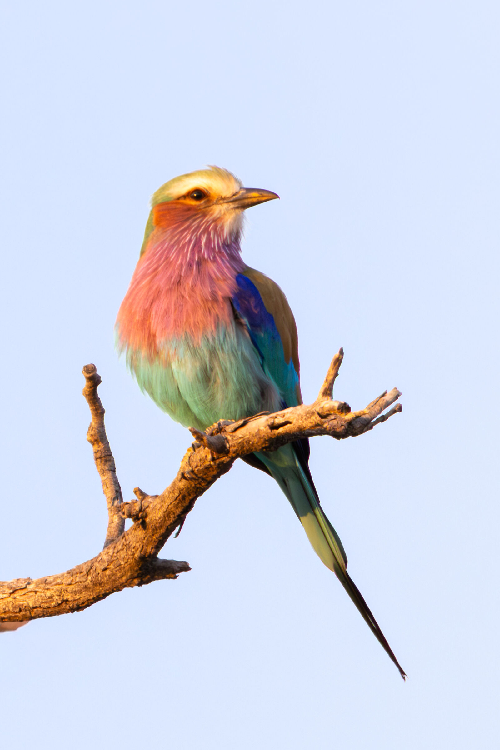 Lilac-breasted European Jay (Coracias caudatus)
