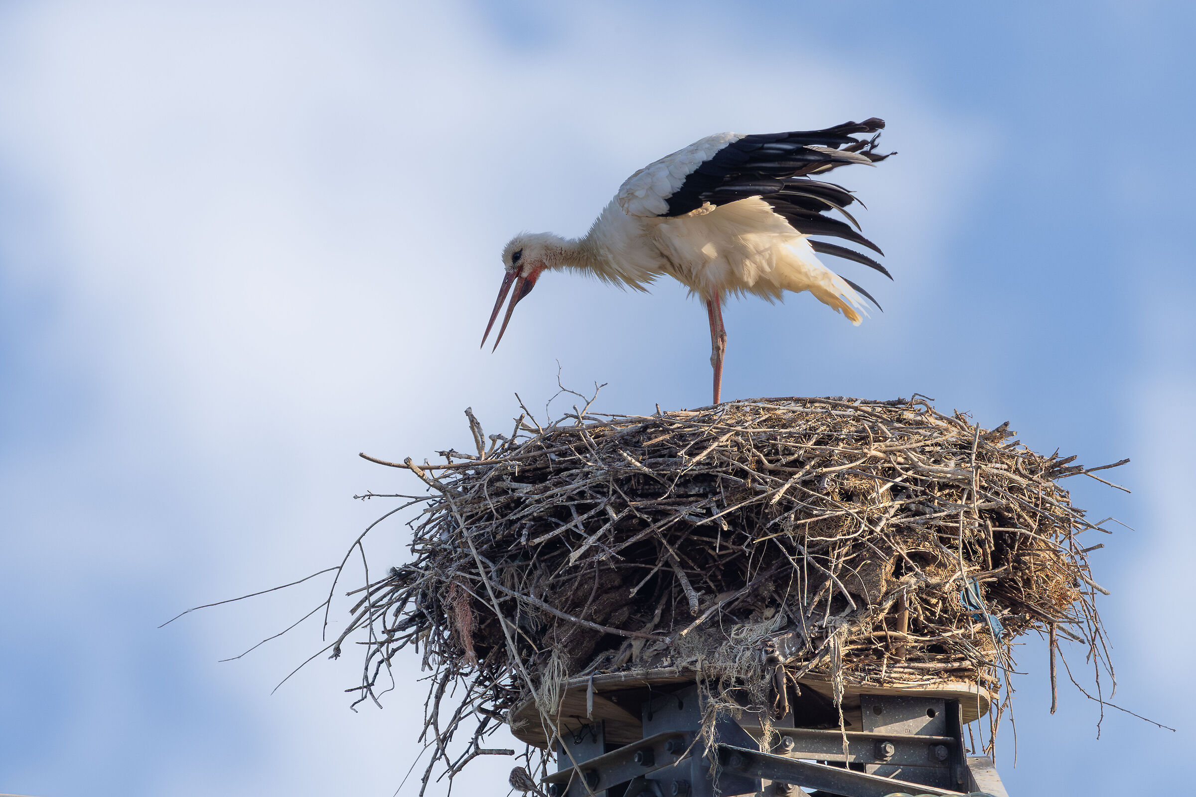 torna subito a casa mascalzone !!!
