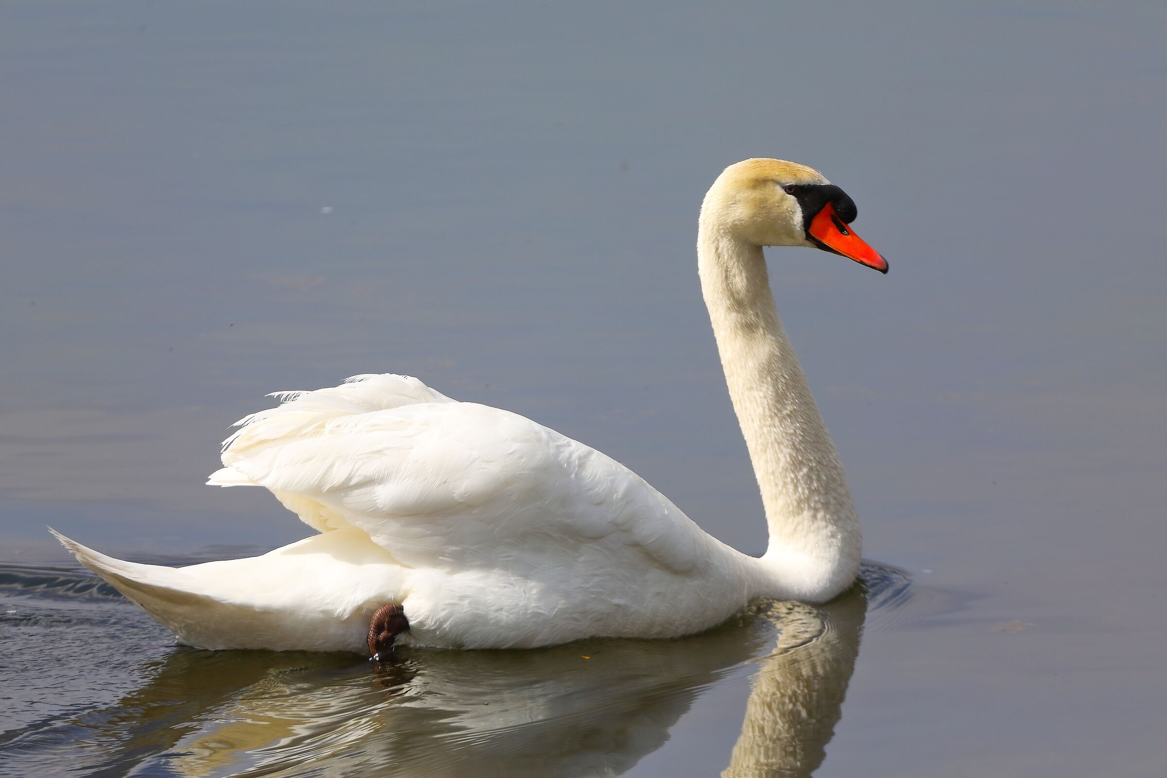 Cigno R 02 aprile 2025 - 0015