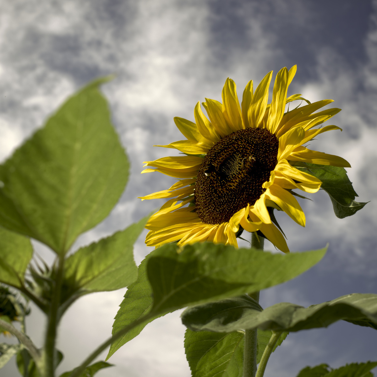 Girasole