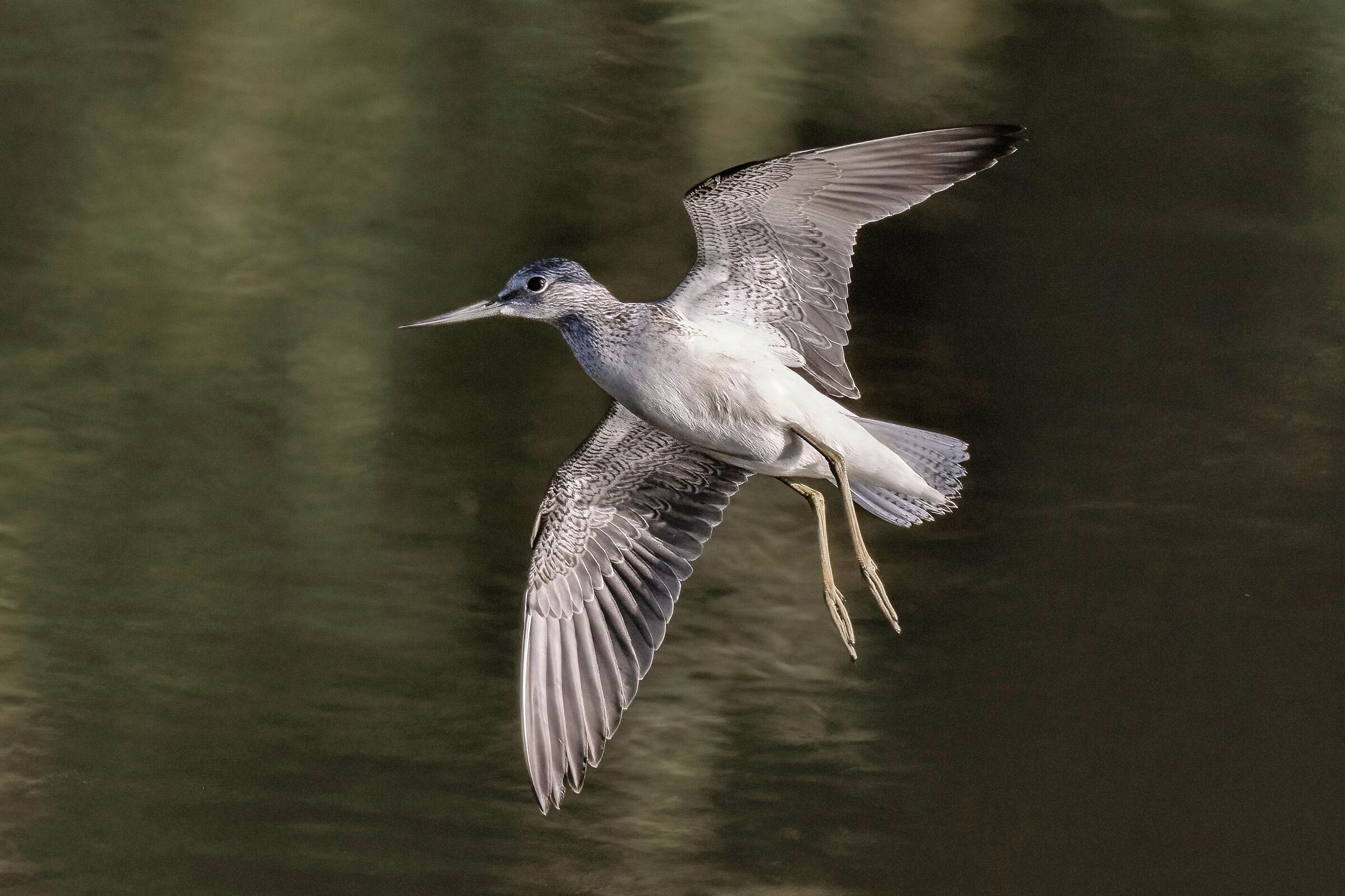 Common Greenshank (Tringa nebularia)