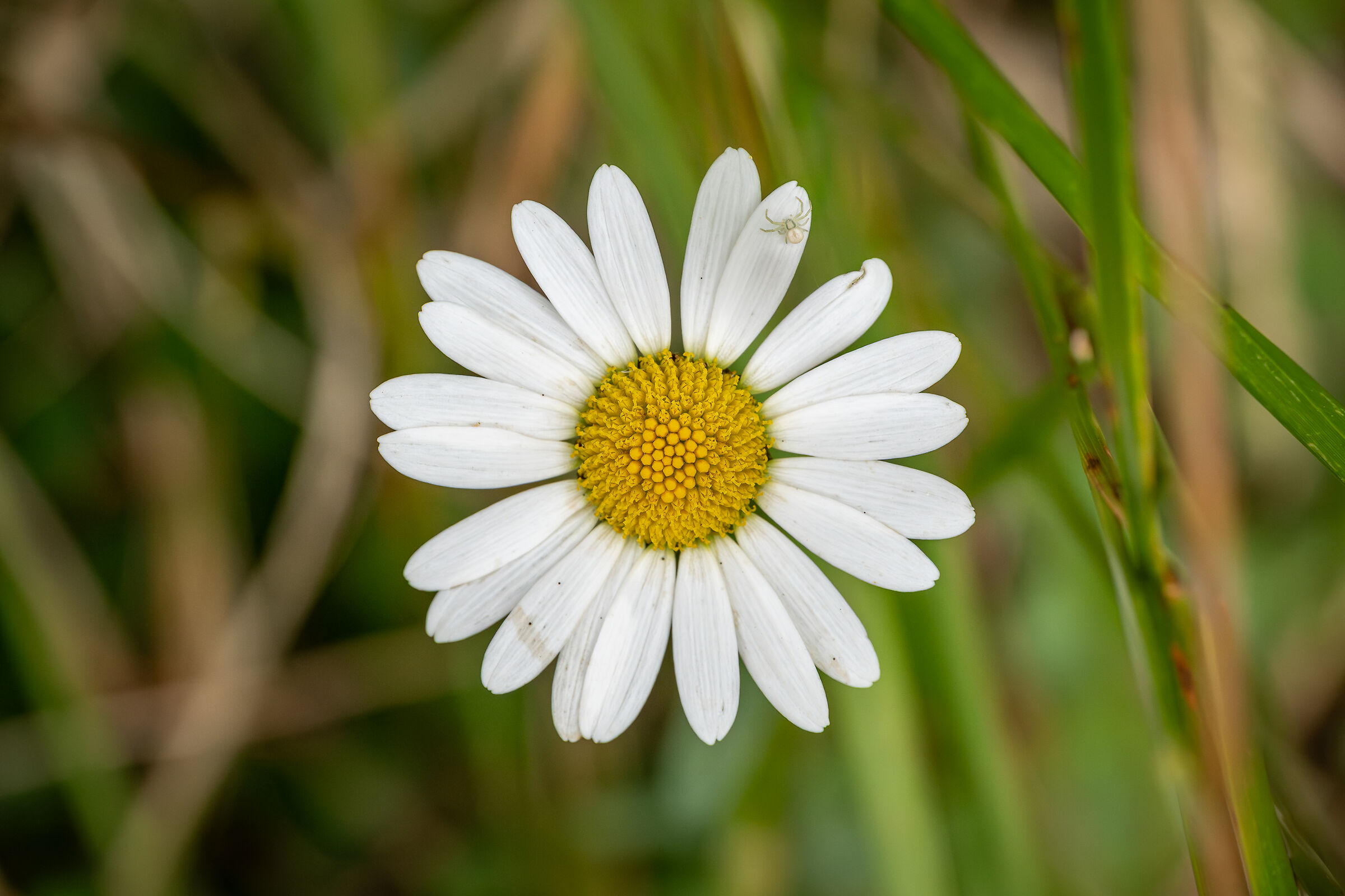 Margherita con ospite
