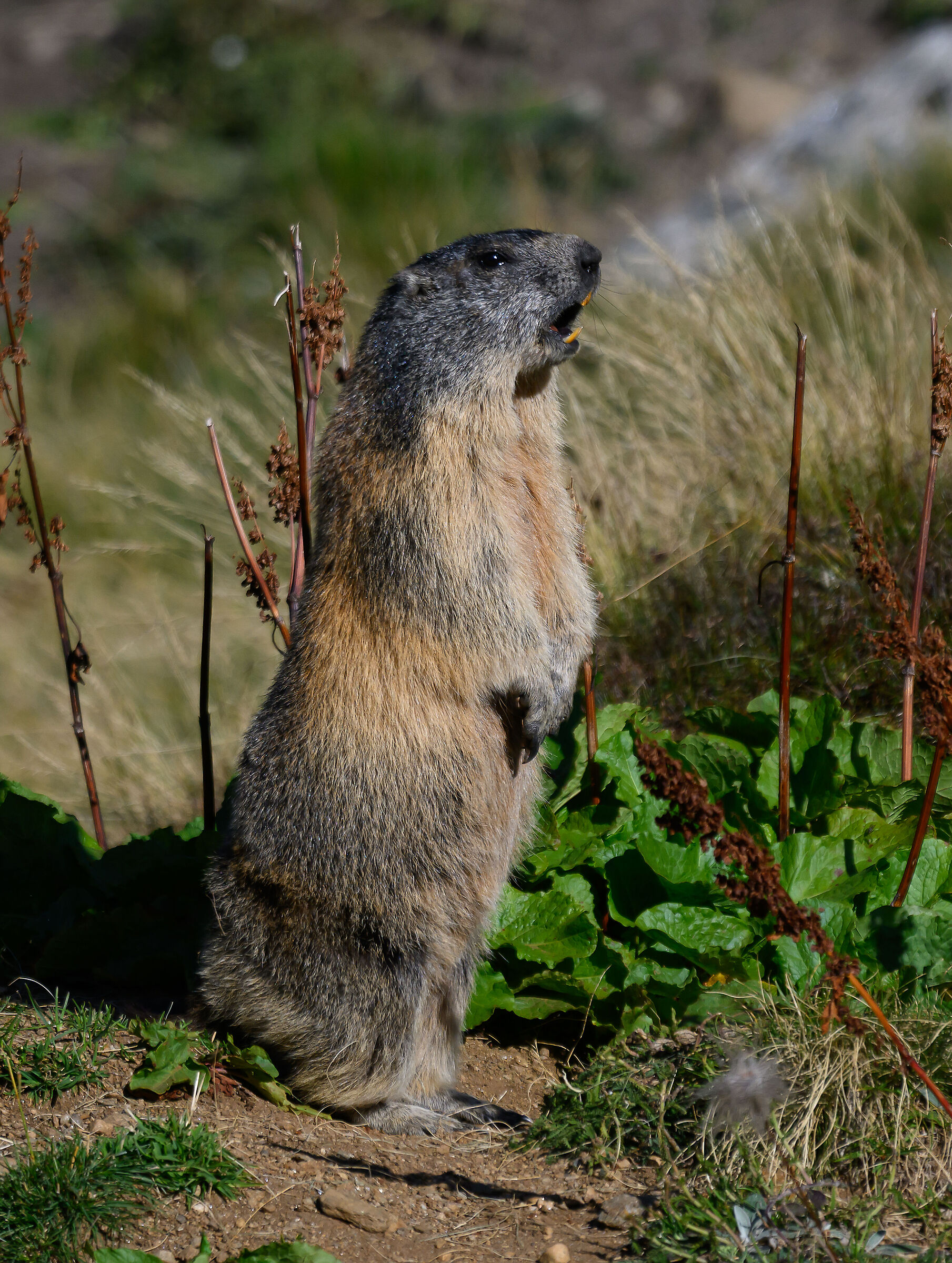 Marmot on alert
