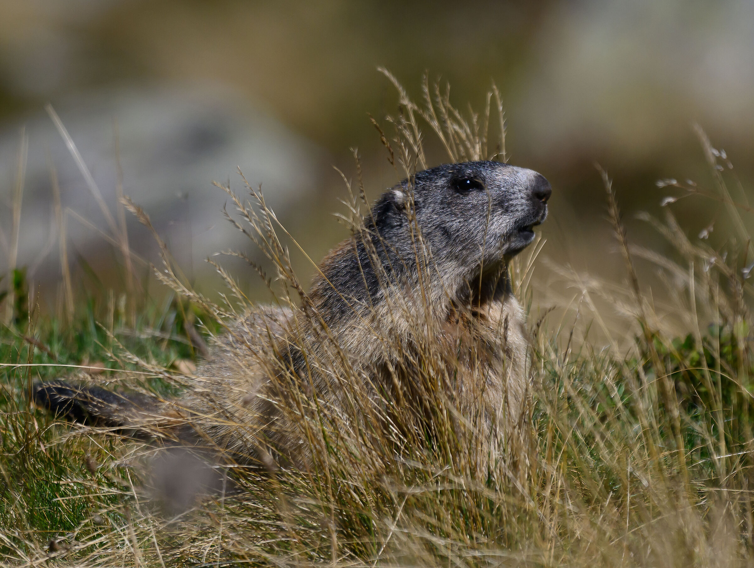 Marmot