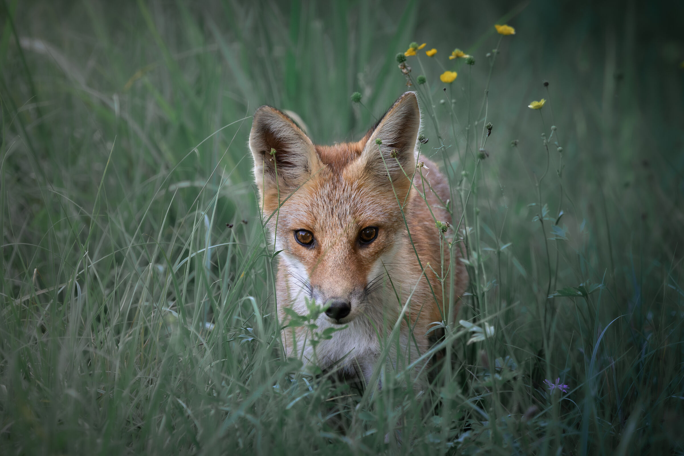 incrocio fugace di sguardi