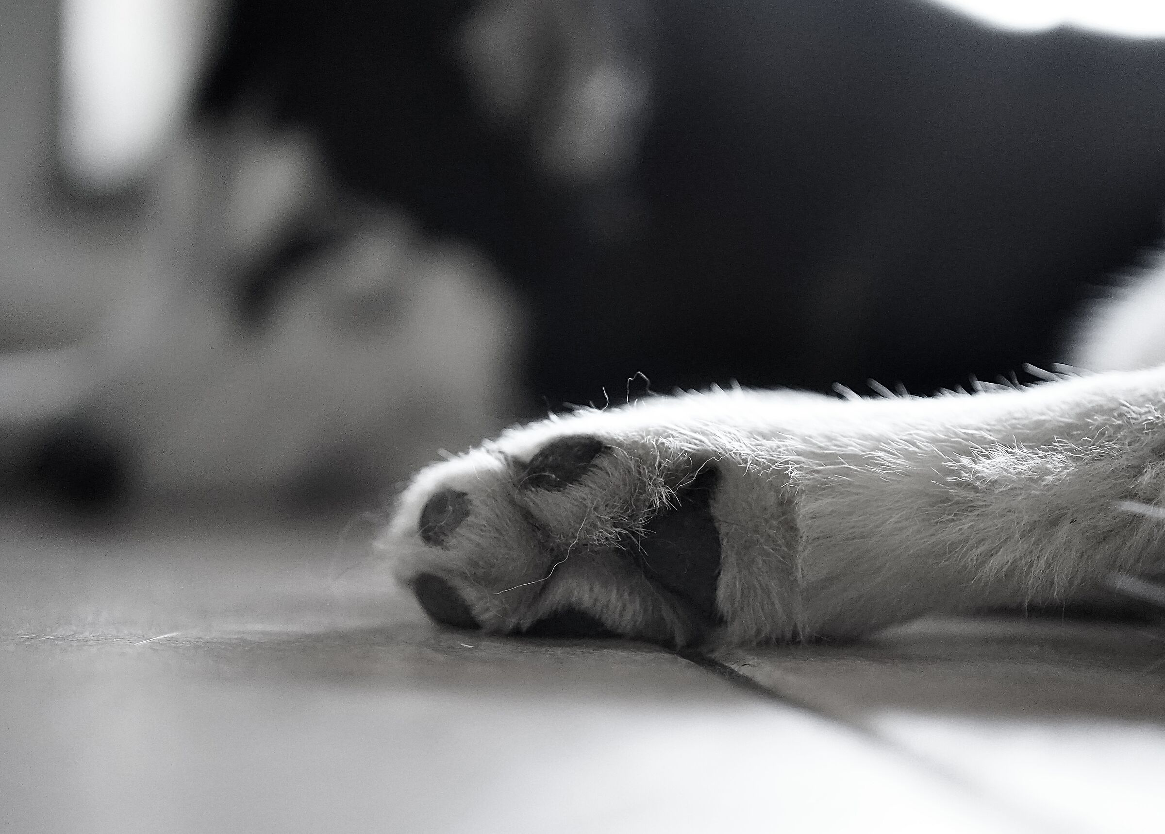 Husky paw