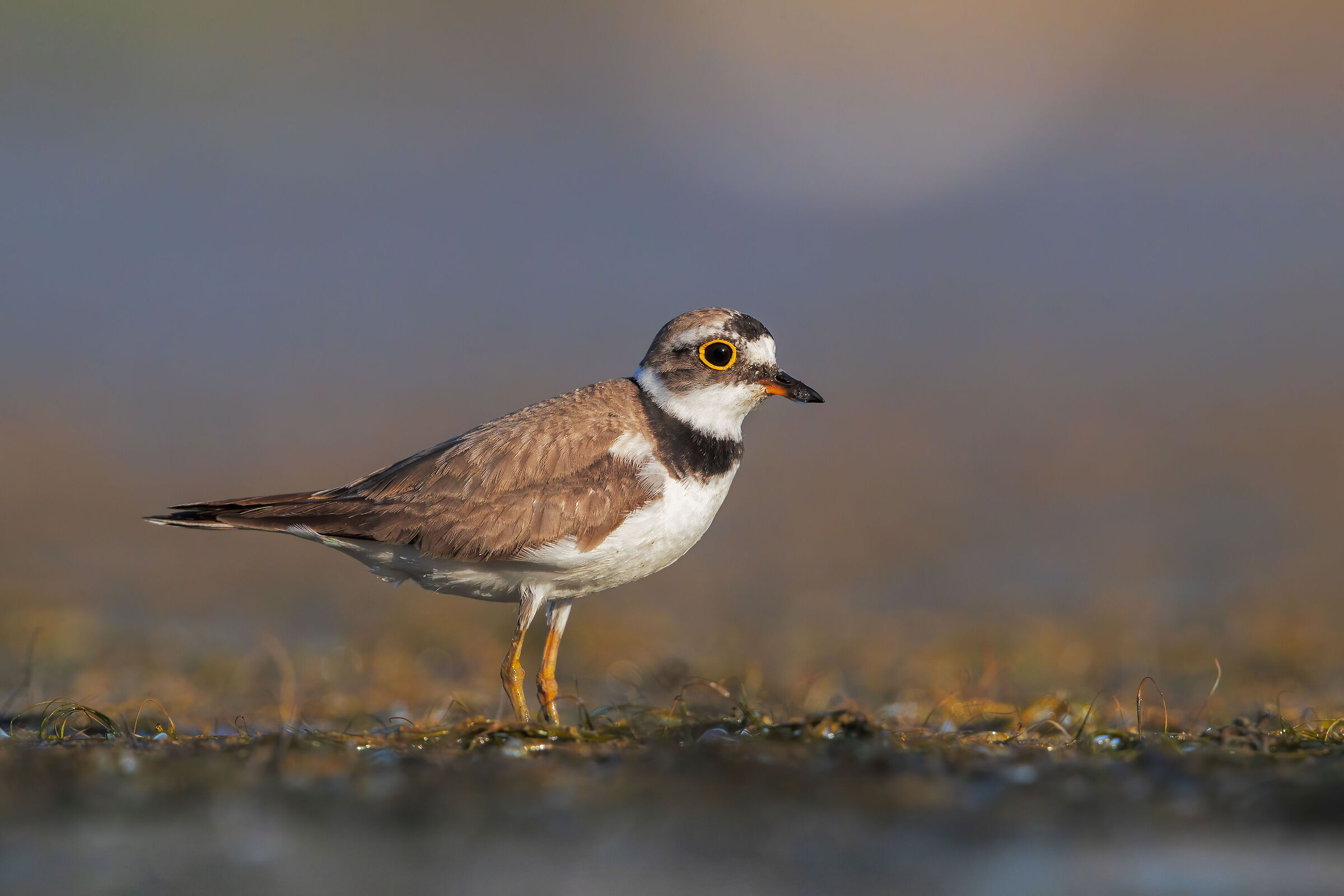 Little ringed plover