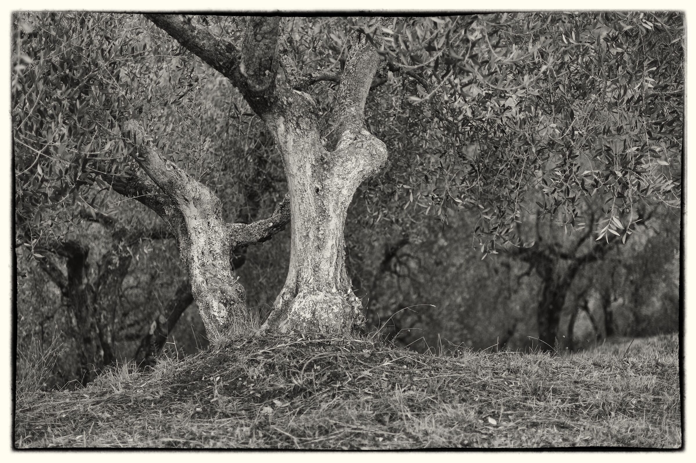 Olive trees