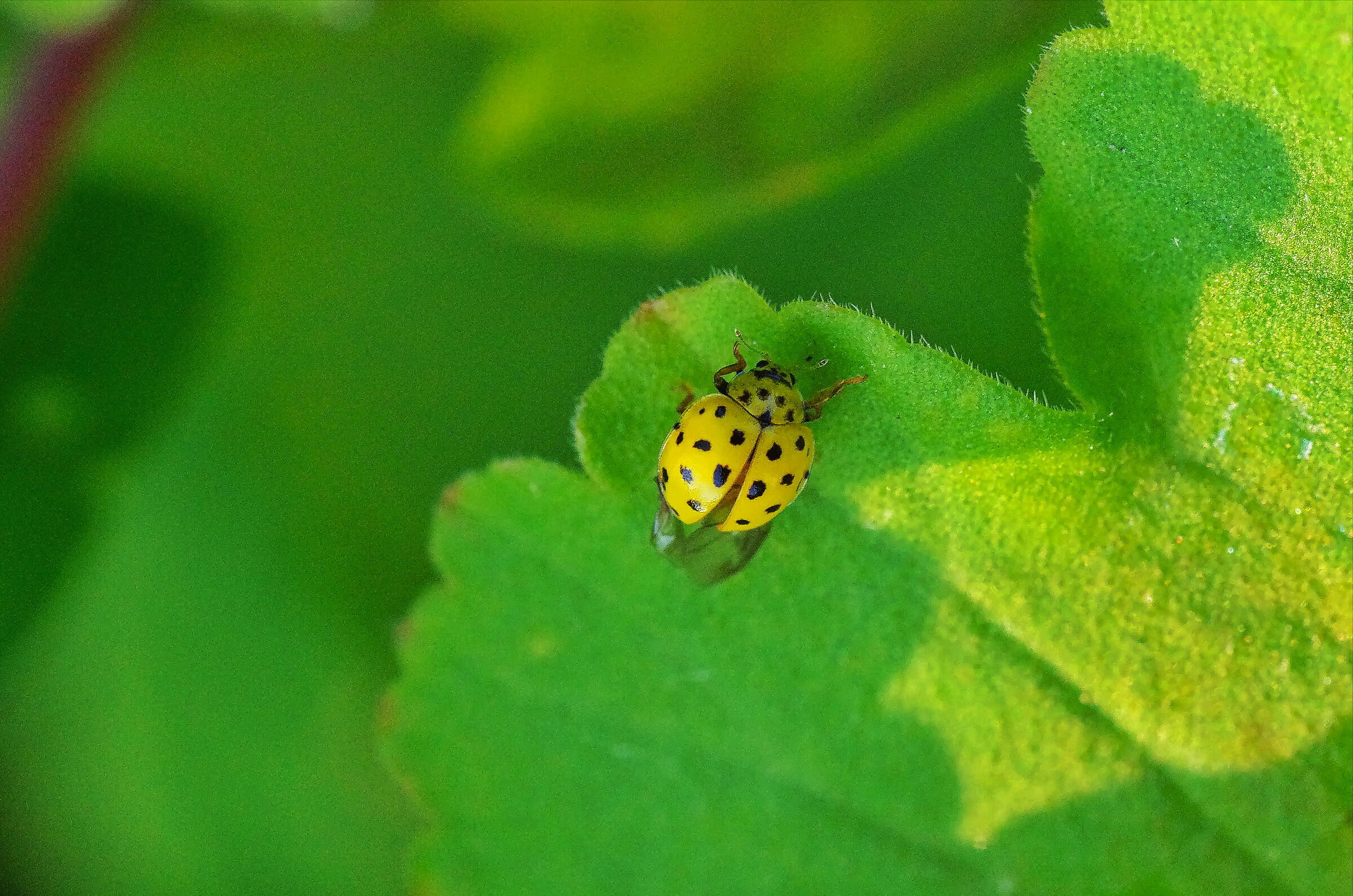 Psyllobora vigintiduopunctata