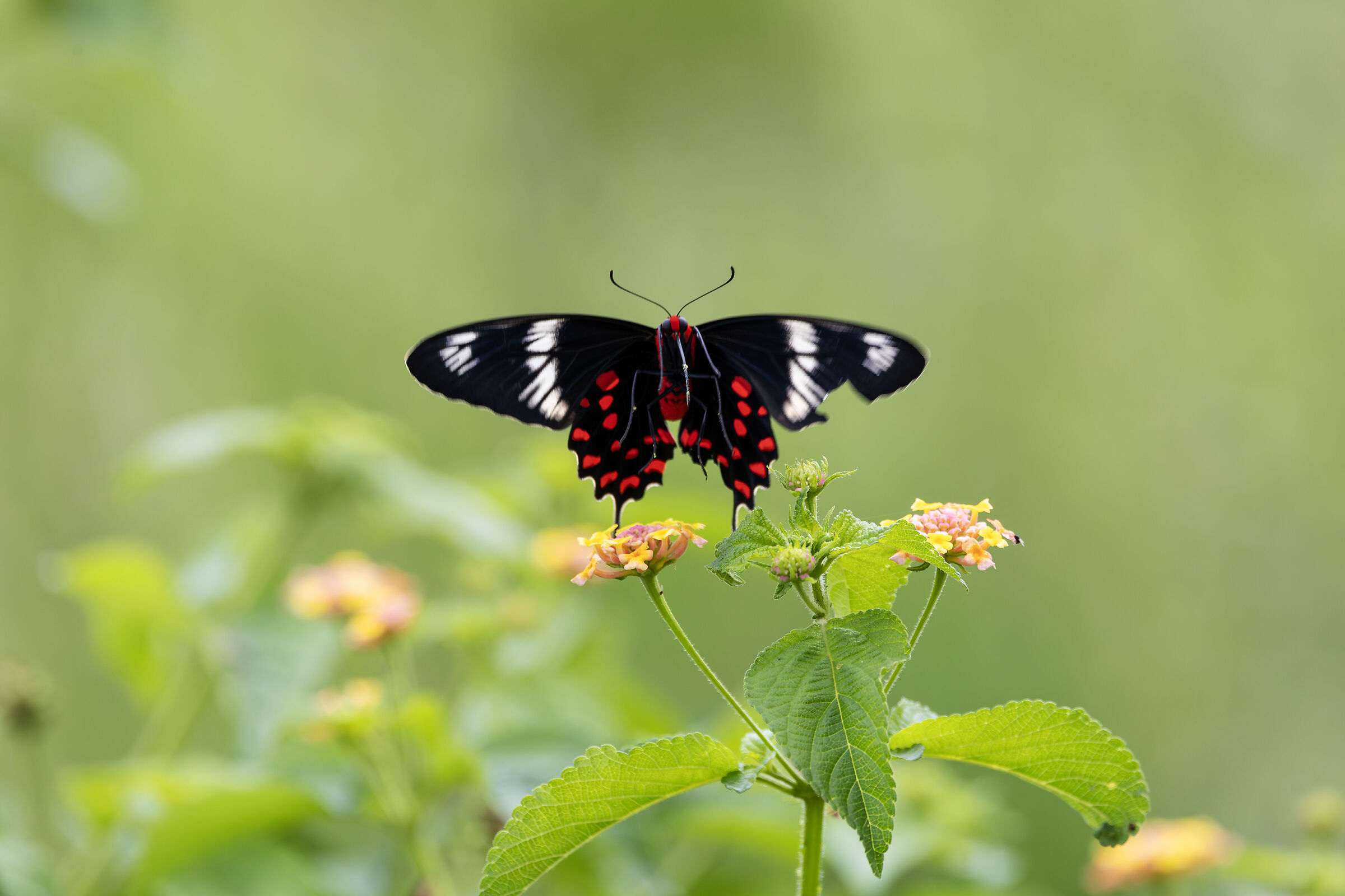 Spreading my wings