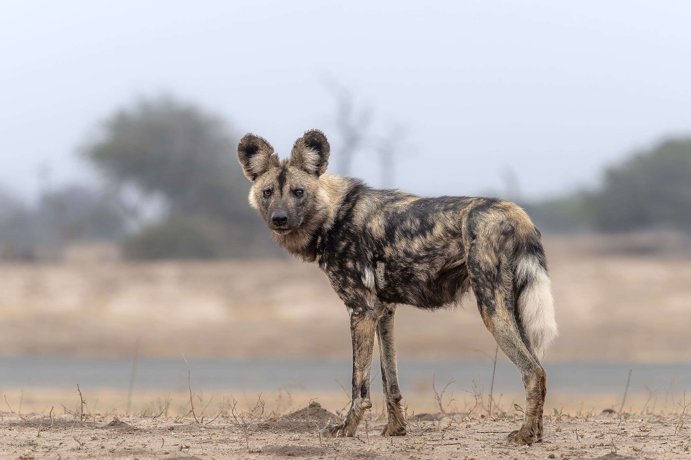 Lycaon pictus - Kruger National Park