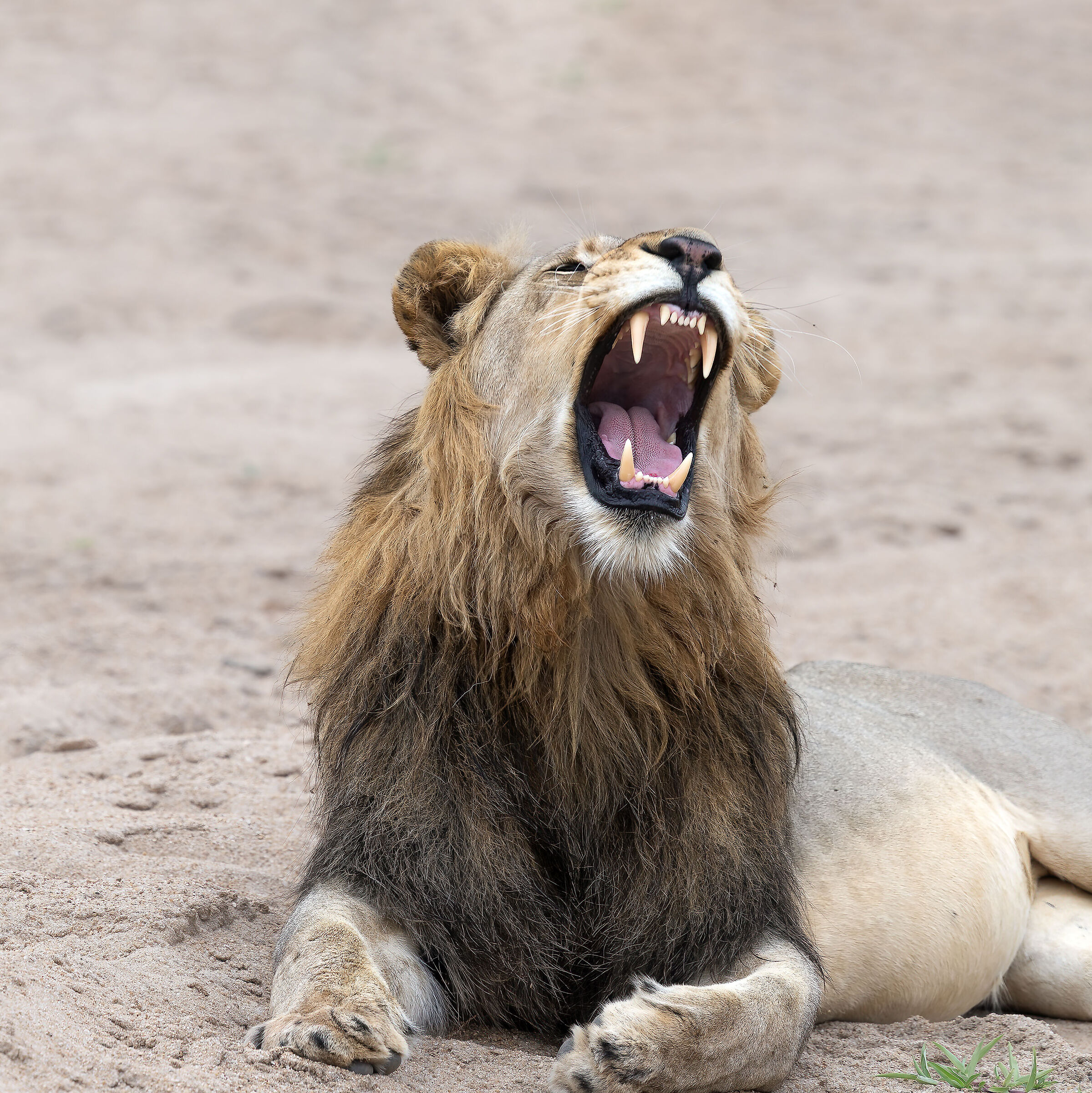 Panthera leo - Kruger National Park