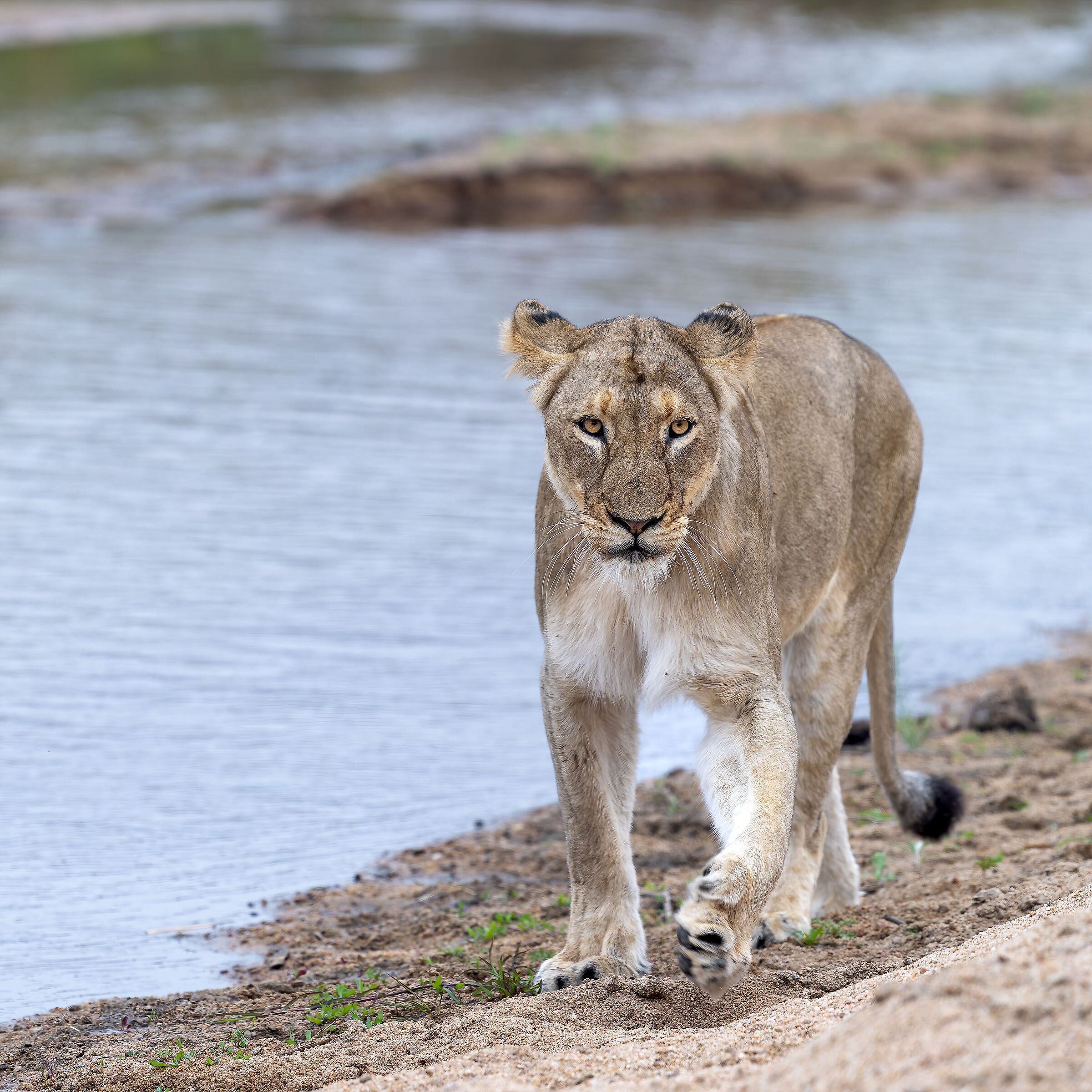 Panthera leo - Kruger National Park