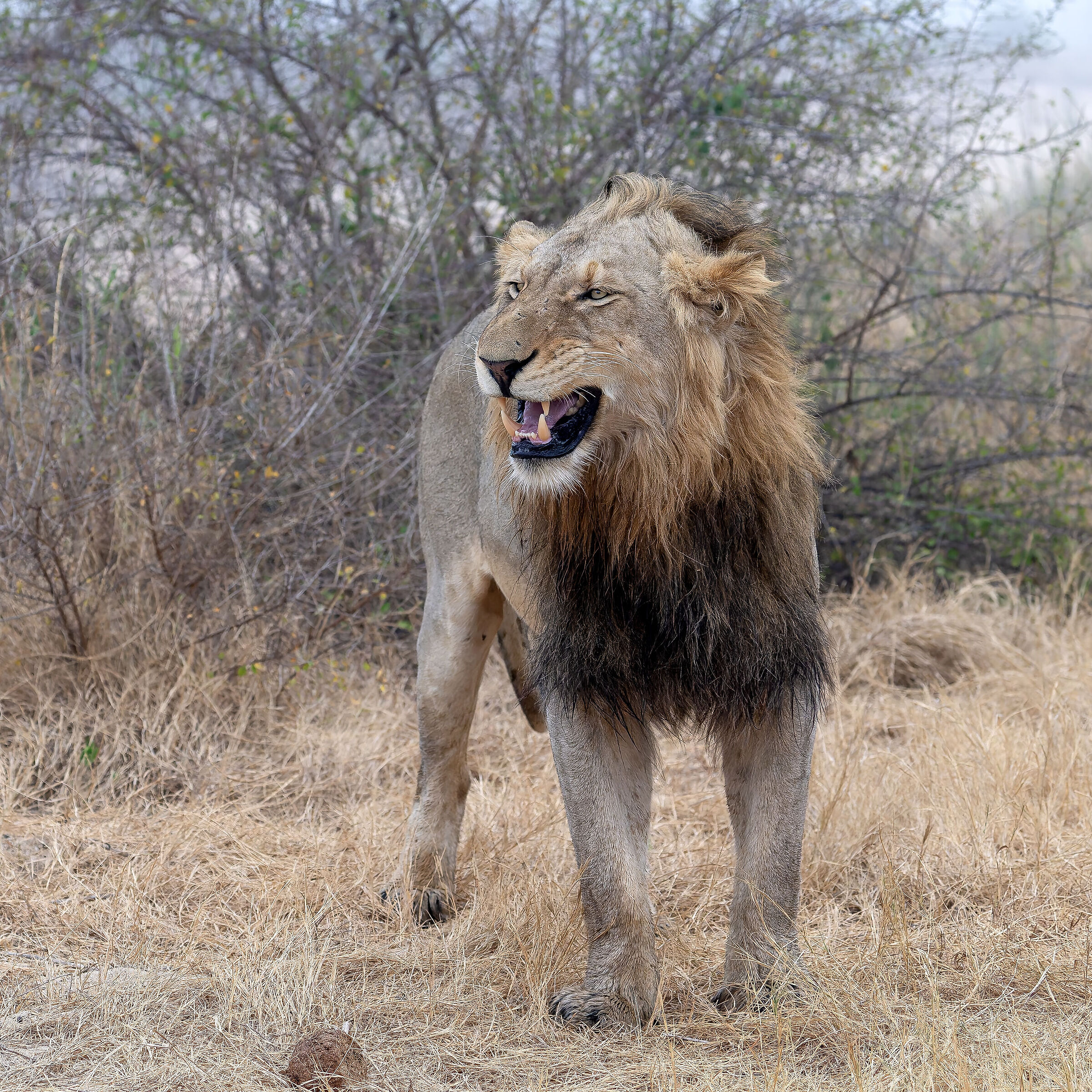 Panthera leo - Kruger National Park