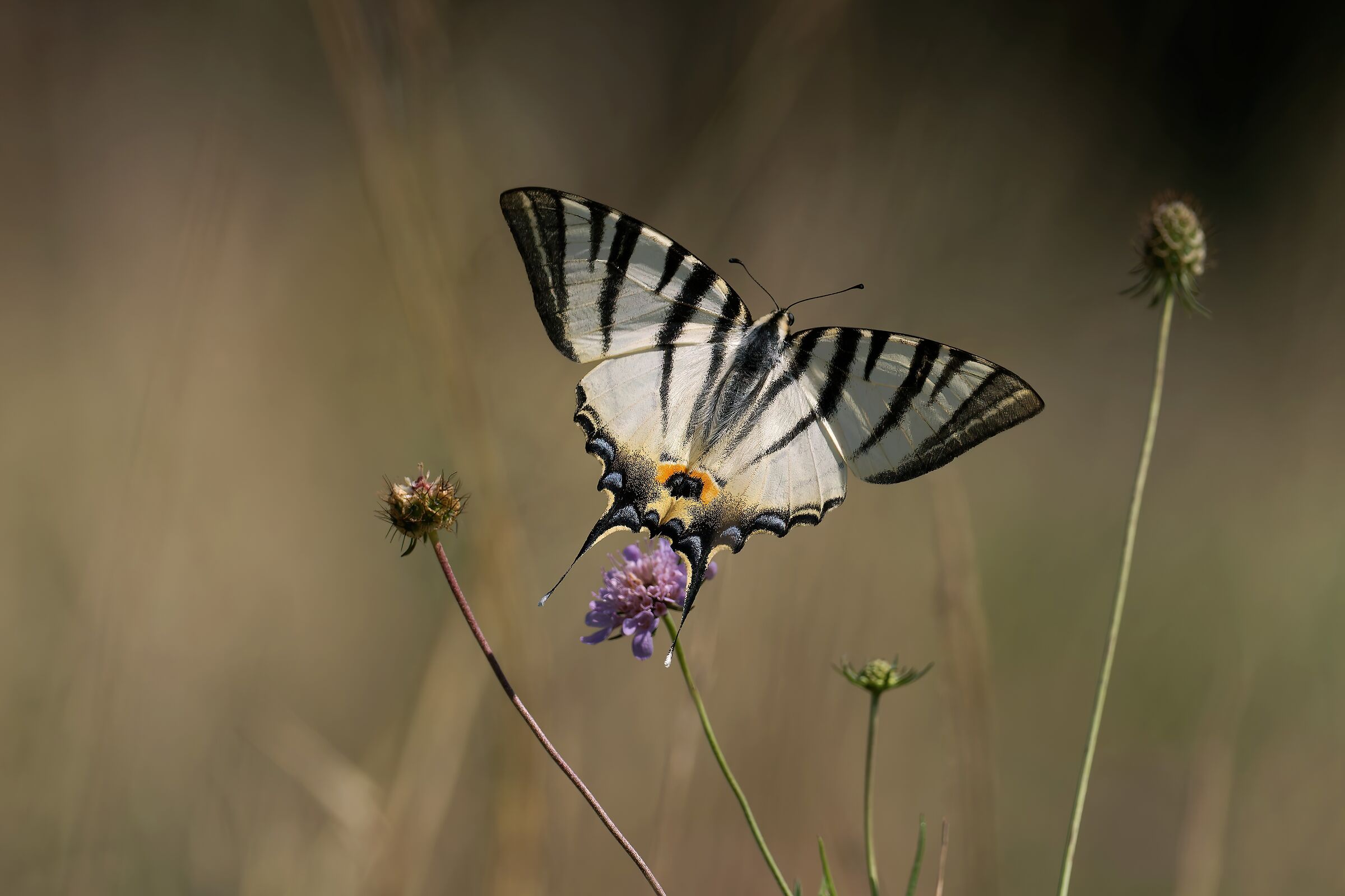 Volo di fine estate