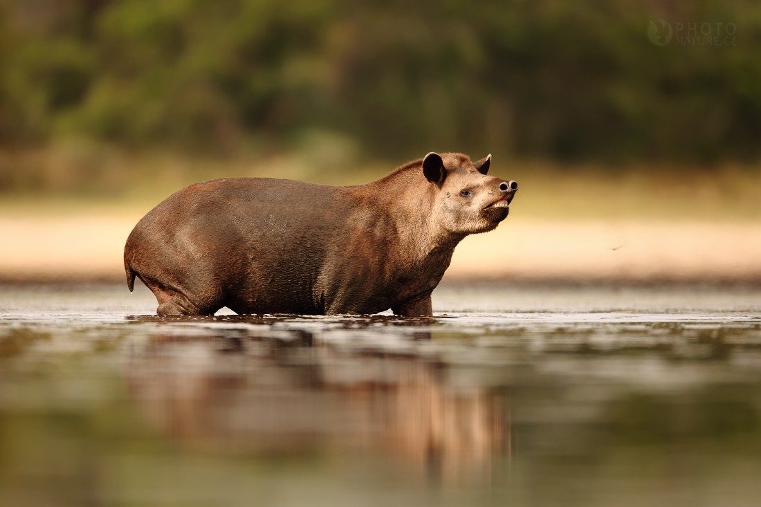 Tapiro da Pantanal
