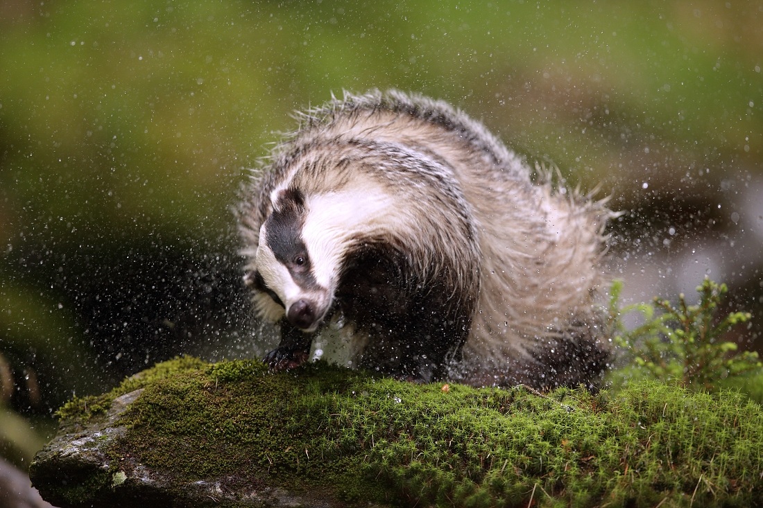 The European badger