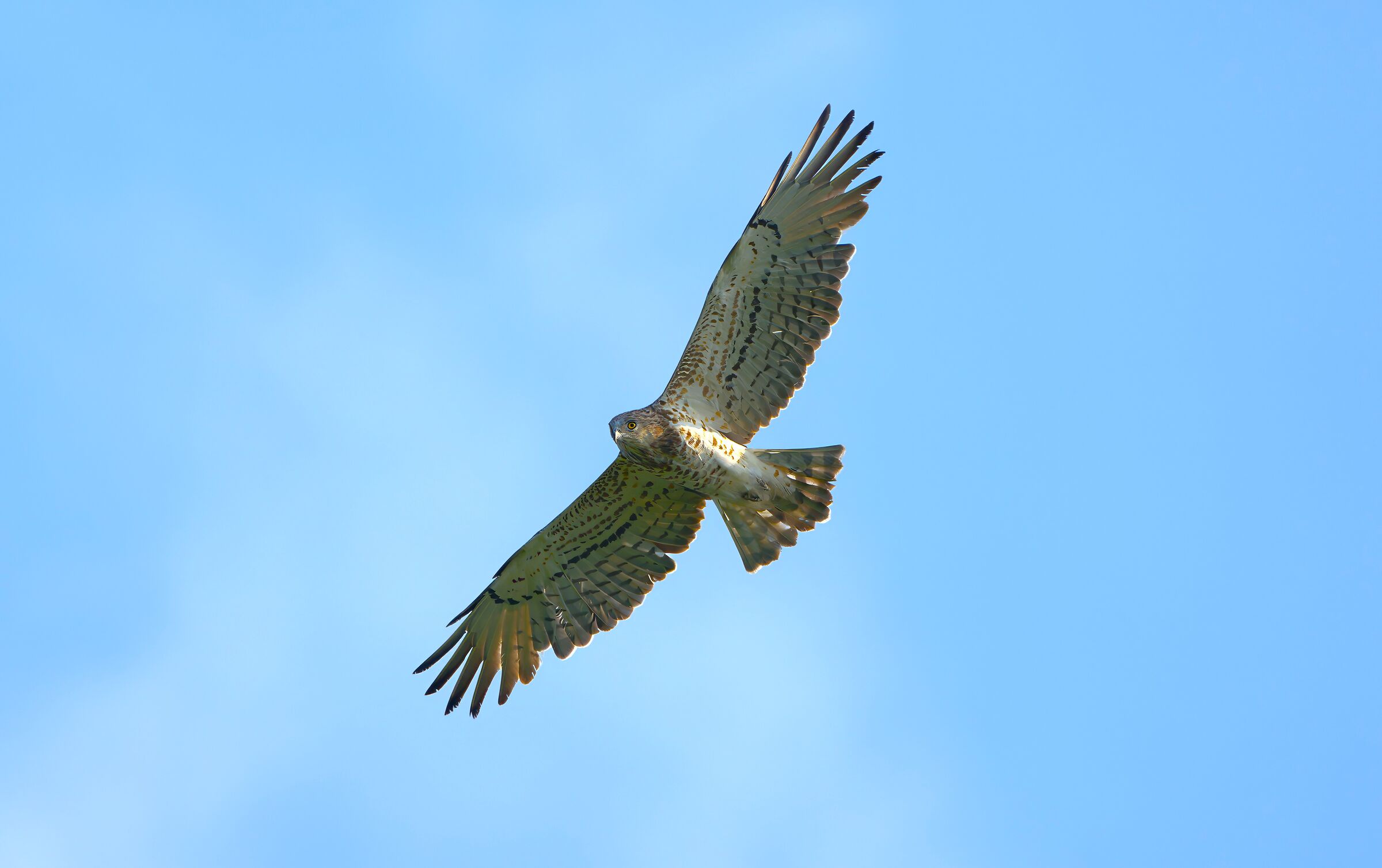 Harrier eagle