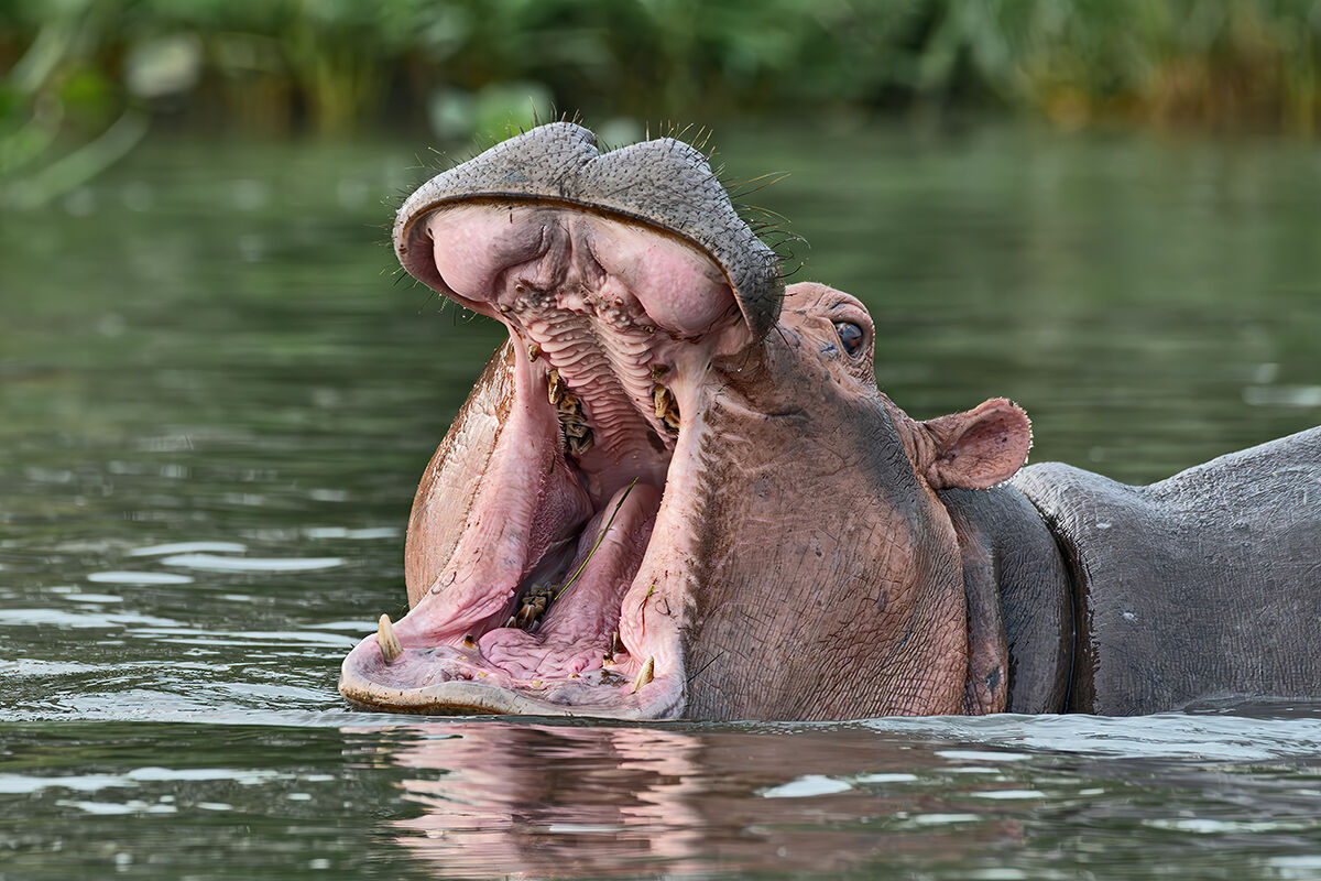 Ippopotamo