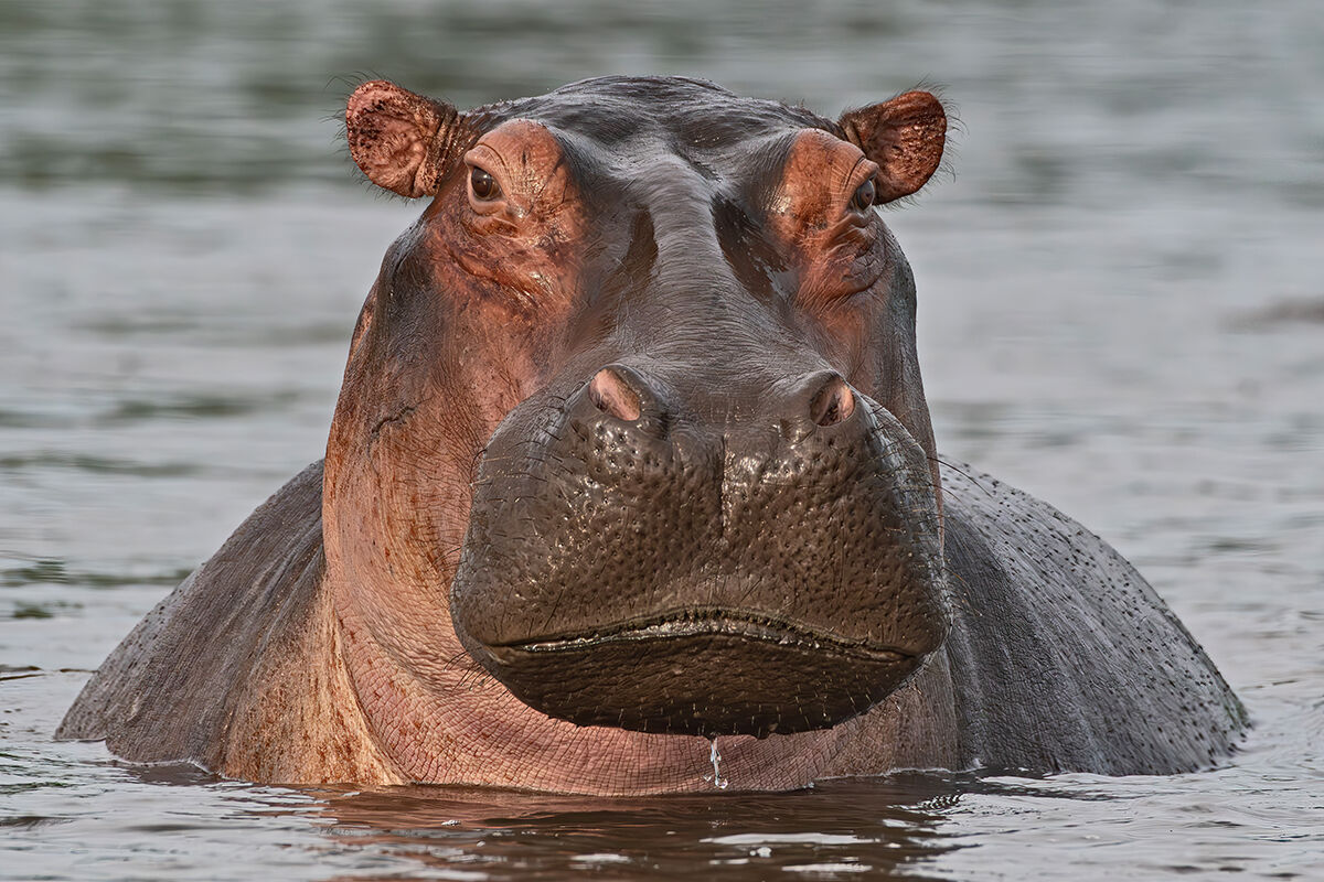 Ippopotamo