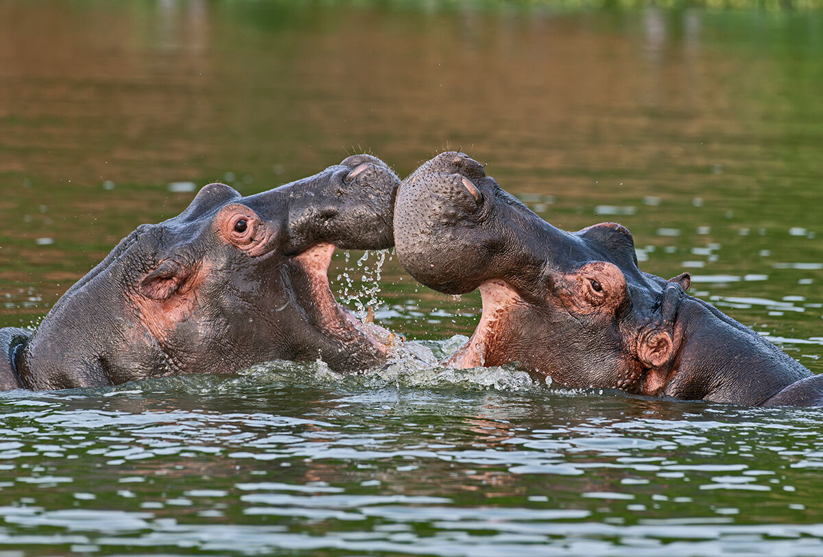 Ippopotami