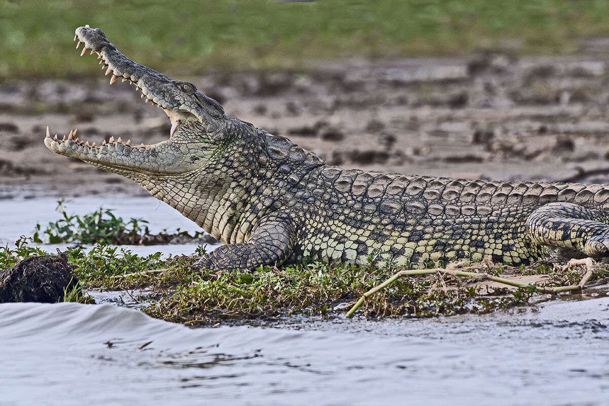 Coccodrillo del Nilo