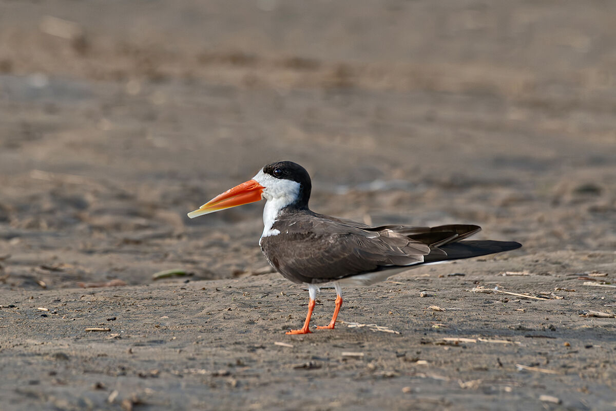Becco a cesoia africano