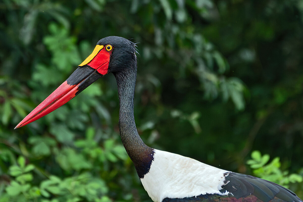 Mitteria del Senegal
