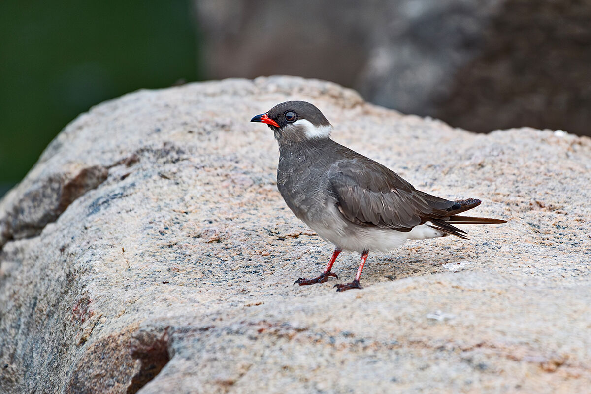 Pernice di mare dal collare bianco