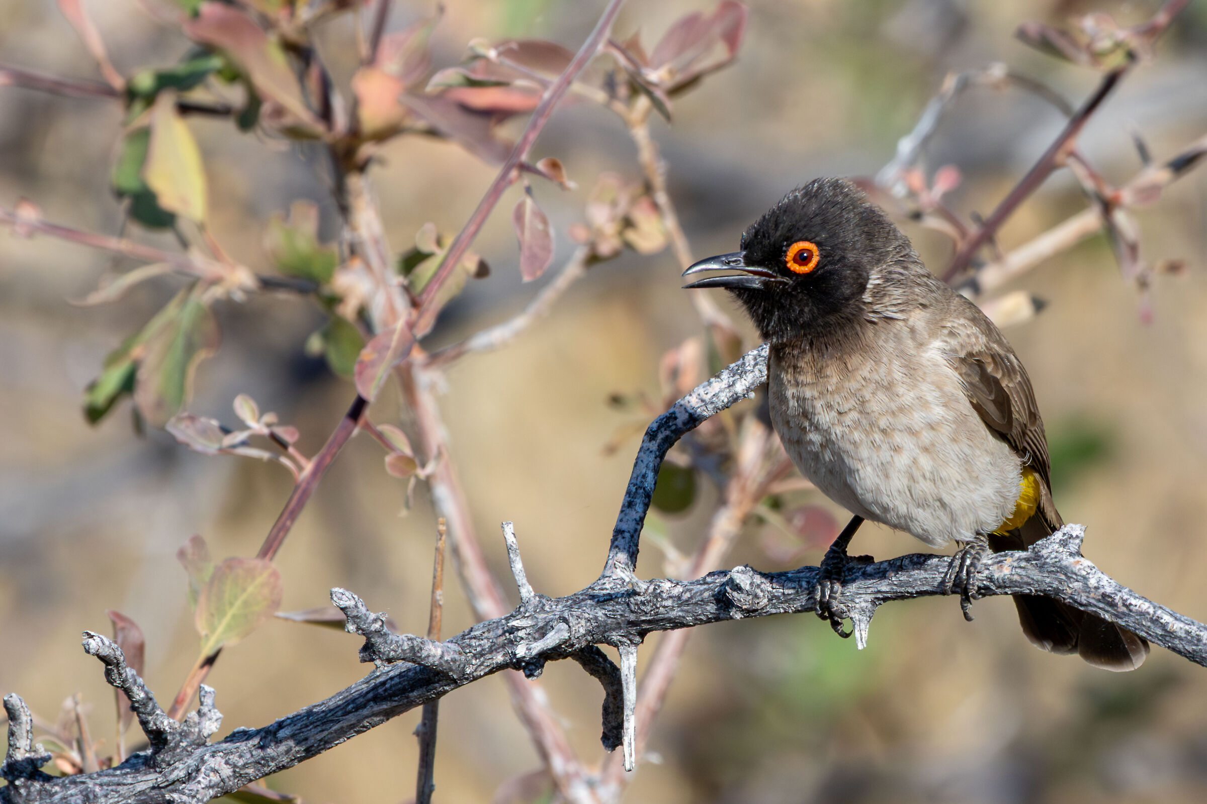 African Red-eyed Bulbul (Pycnonotus nigricans)