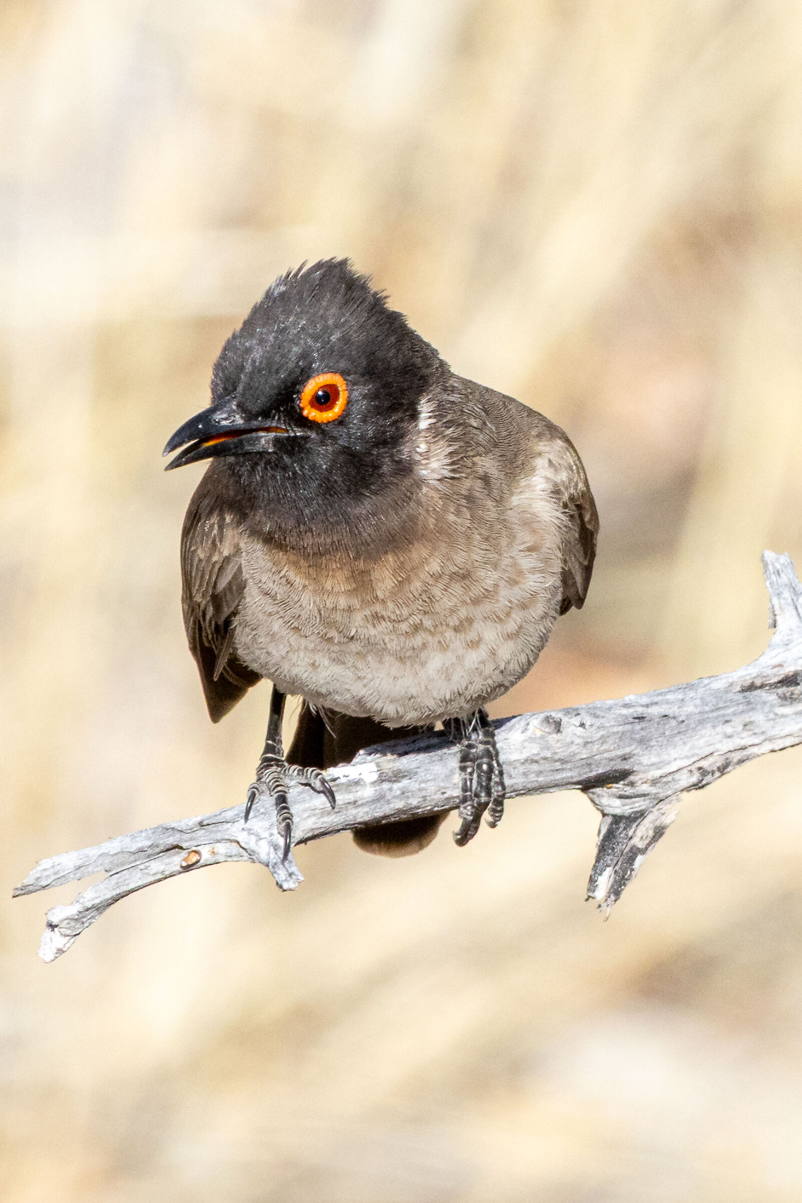 Bulbul occhirossi africano (Pycnonotus nigricans)