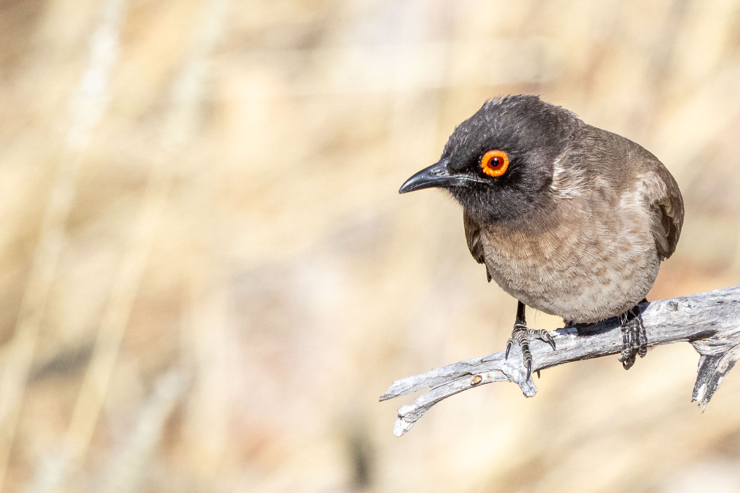 Bulbul occhirossi africano (Pycnonotus nigricans)