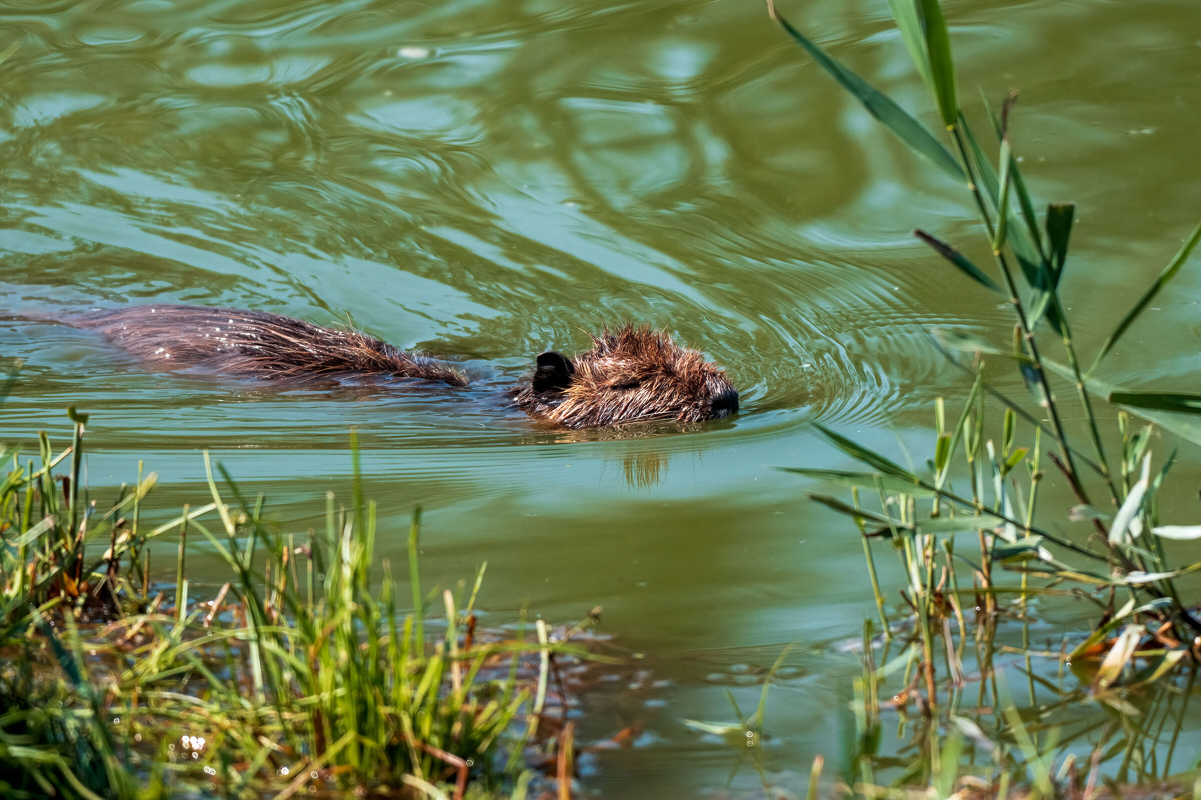 Nutria or beaver (Myocastor coypus)