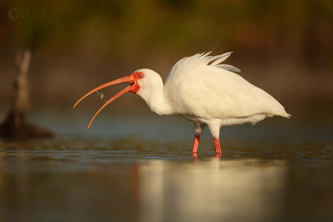 Ibis bianco